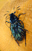 Big velvet beetle beaded brooch greem black.jpg