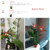 loOuPU-Real-Touch-Artificial-Flower-Heaven-Bird-Plants-Party-Wedding-Floral-Arrangement-Materials-Home-Decor-Photo.jpg