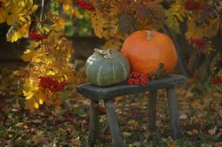 Pumpkins colorful digital photo, autumn garden photography, still life photography download, printable pumpkins picture