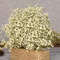 TsjwWhite-Natural-Dried-Gypsophila-Baby-s-Breath-Dried-Flowers-Gypsophila-Arrangement-Home-Decoration-Wedding-Table-Decor.jpg