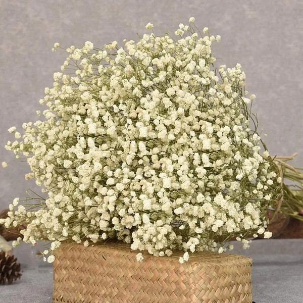 4MNvWhite-Natural-Dried-Gypsophila-Baby-s-Breath-Dried-Flowers-Gypsophila-Arrangement-Home-Decoration-Wedding-Table-Decor.jpg