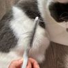 daogDog-Grooming-Flea-Comb-Pet-Care-Comb-Cat-Hair-Brush-Flea-Removal-Massage-Comb-Pet-Grooming.jpg