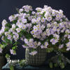 iZS9Jasmine-Artificial-Flowers-Silk-White-Small-Floral-Christmas-Home-Office-Decor-Wedding-Flower-Arrangement-Materials-Photo.jpg