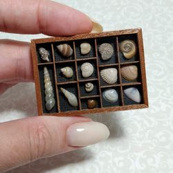 Dollhouse Curiosities Cabinet, Miniature Seashell Collection 1:12