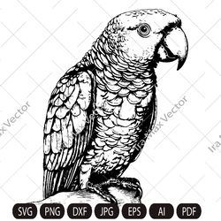 Parrot Svg, Parrot detailed, Macaw svg, Exotic bird svg, Silhouette dxf, bird Clipart, Parrot face svg, vector bird