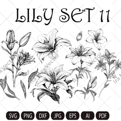 Lily Flower Svg, Lily Svg Bundle, Lily set Svg, Hand Drawn Lily Svg, Flwer Bouquet Svg, Floral Svg, Flower Wedding, Flow