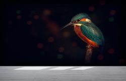 Kingfisher Bird Wallpaper, Bird Wall Paper Art, Animal Wall Stickers, Black Wall Decals, Gift For The Home, Accent Wall,