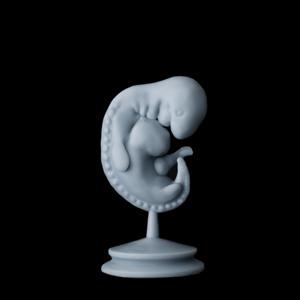 embryo-1.png