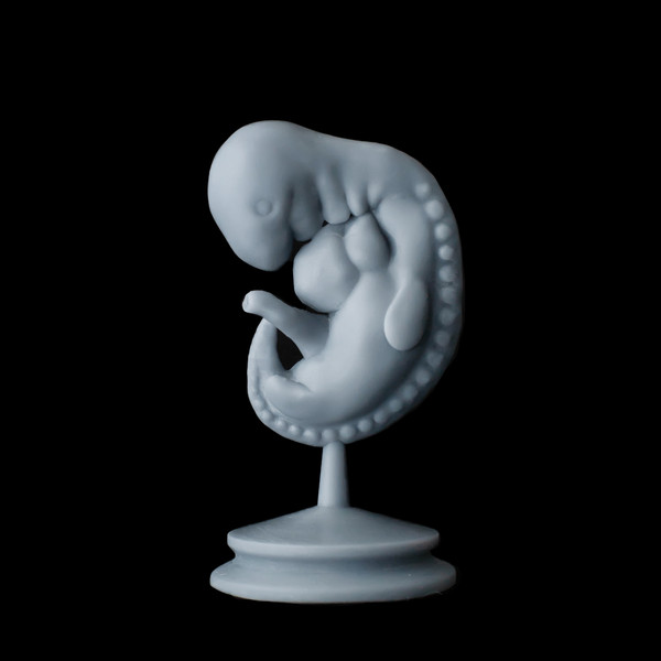 embryo-3.png