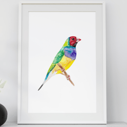 Gouldian finch watercolor digital poster, bird art print, gift for bird lovers