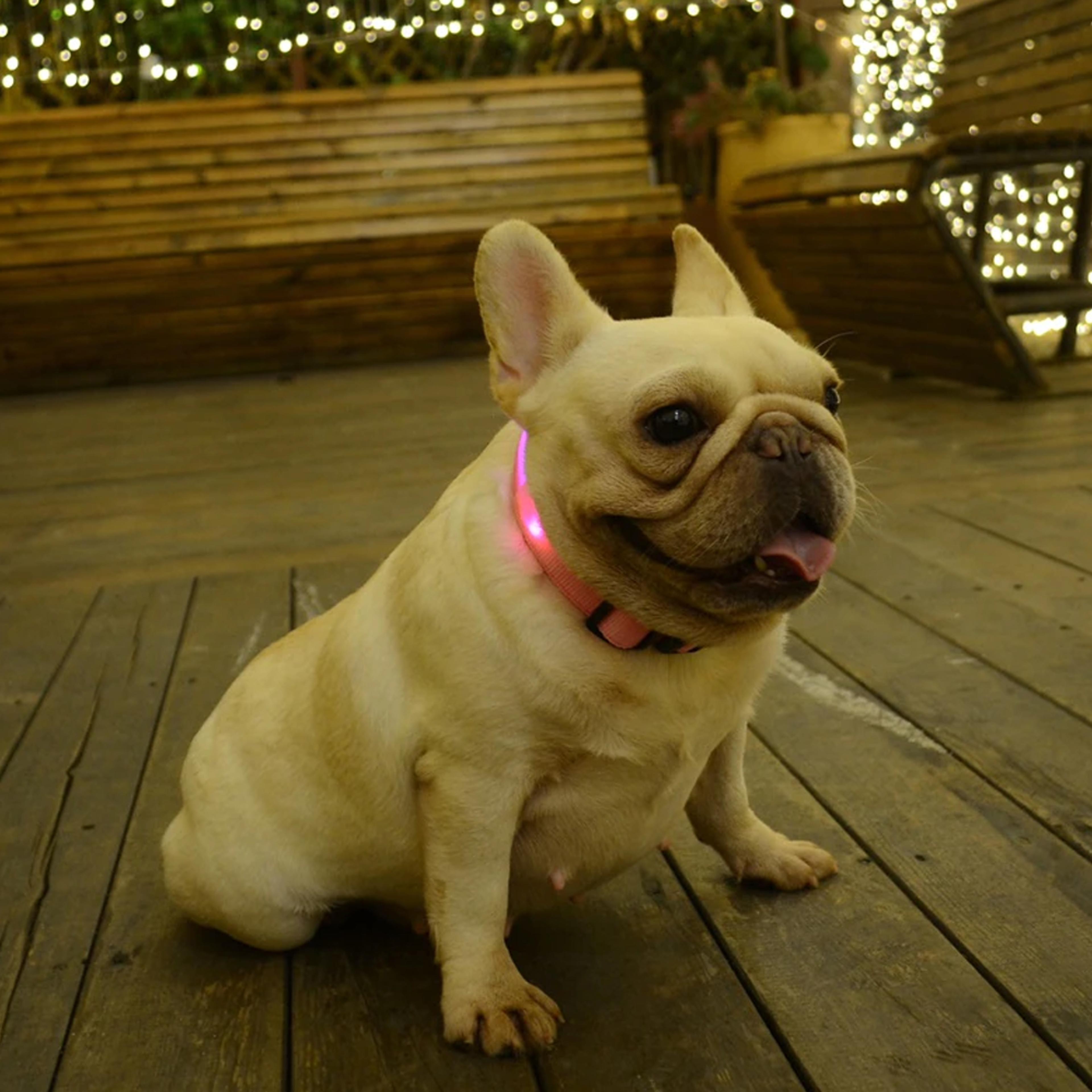 luminousdogcollar4