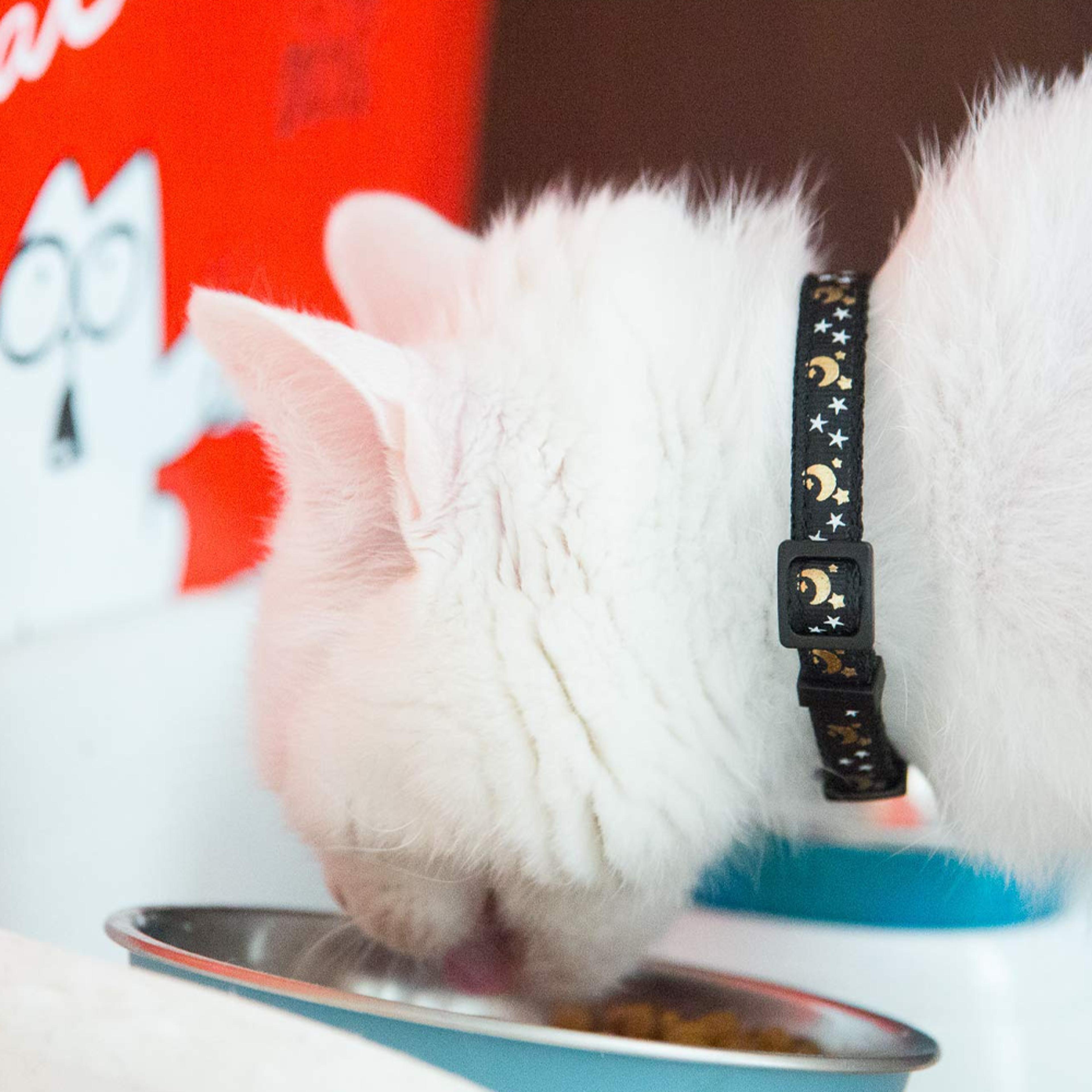 cute star and moon cat collar