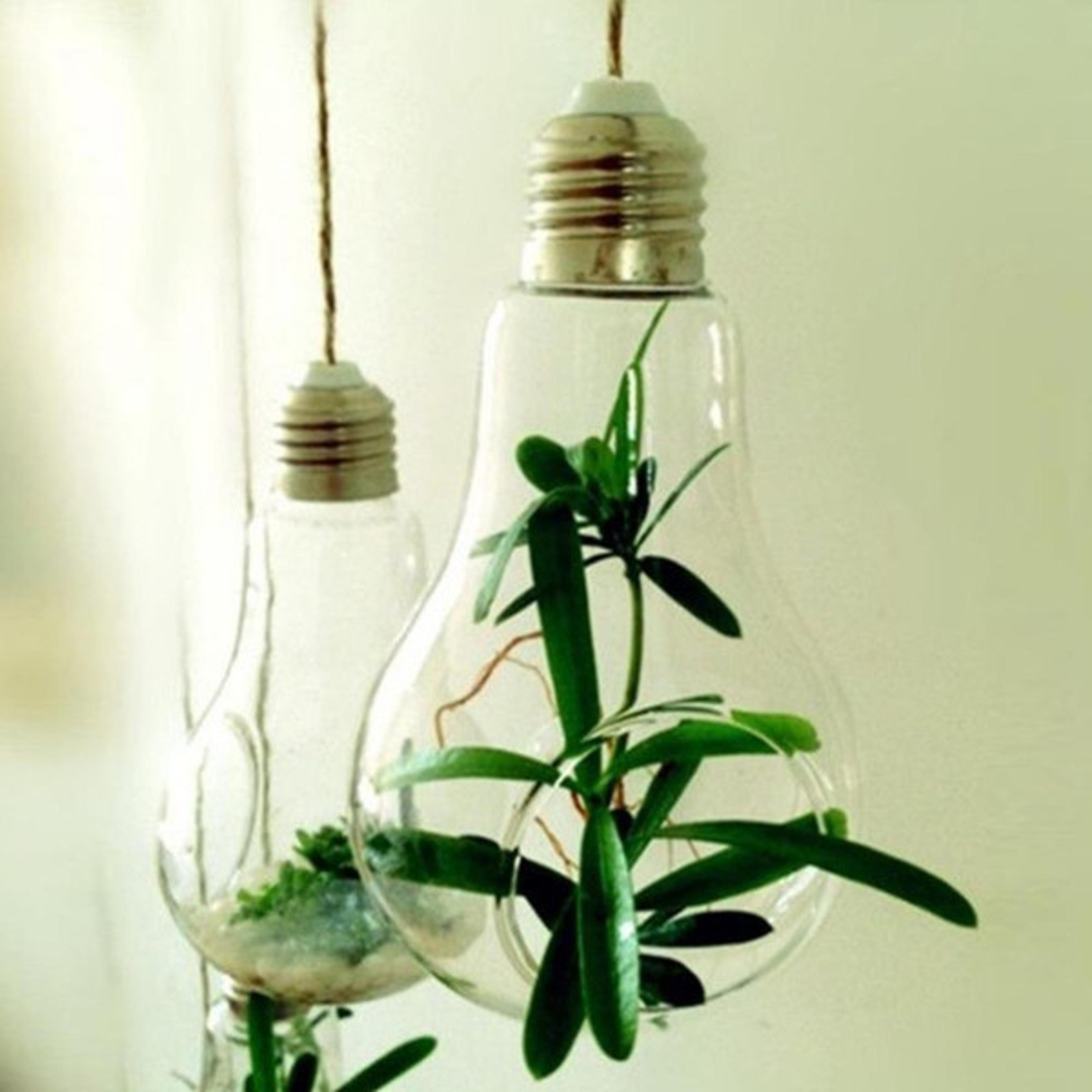 modern light bulb planter