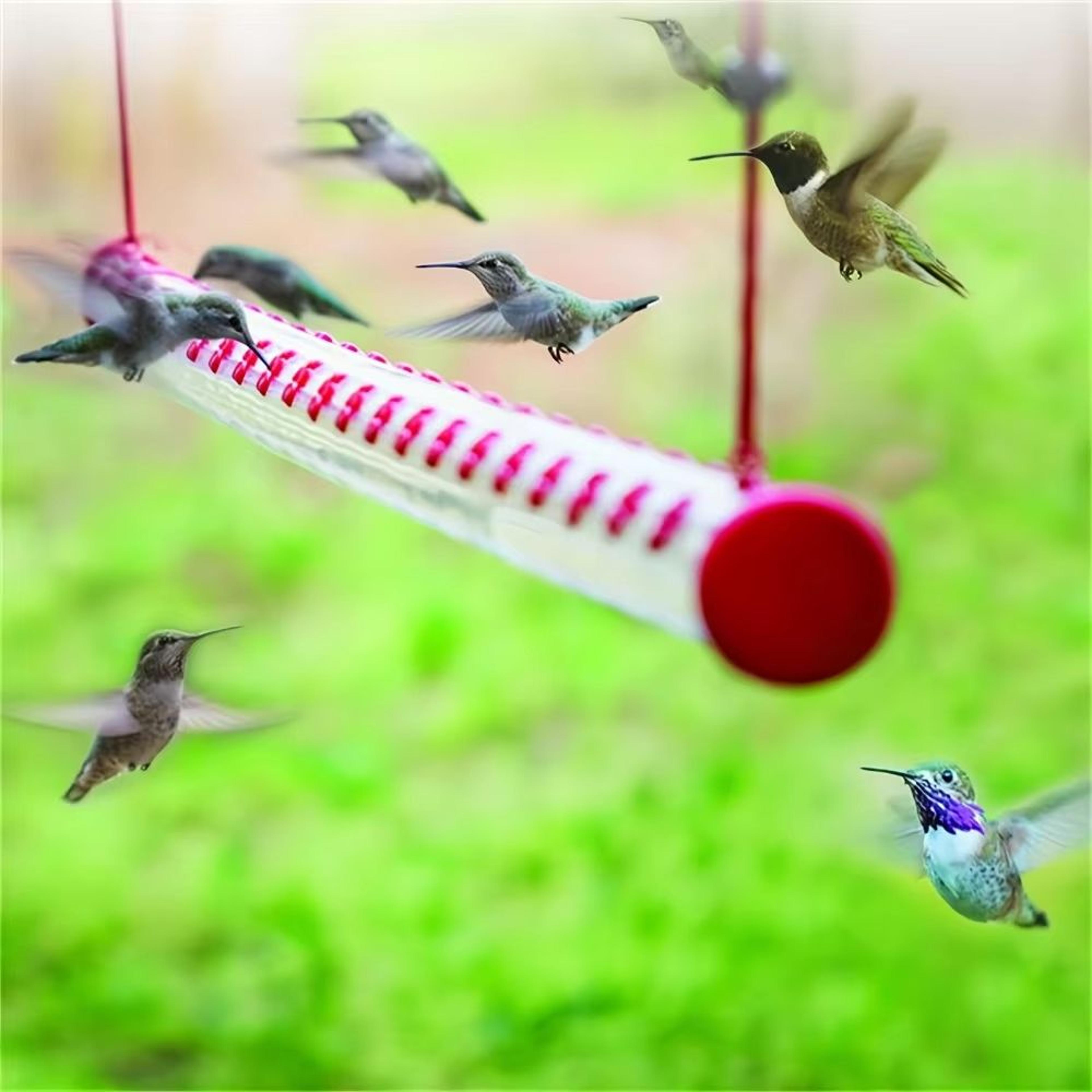 birds friends hummingbird feeders