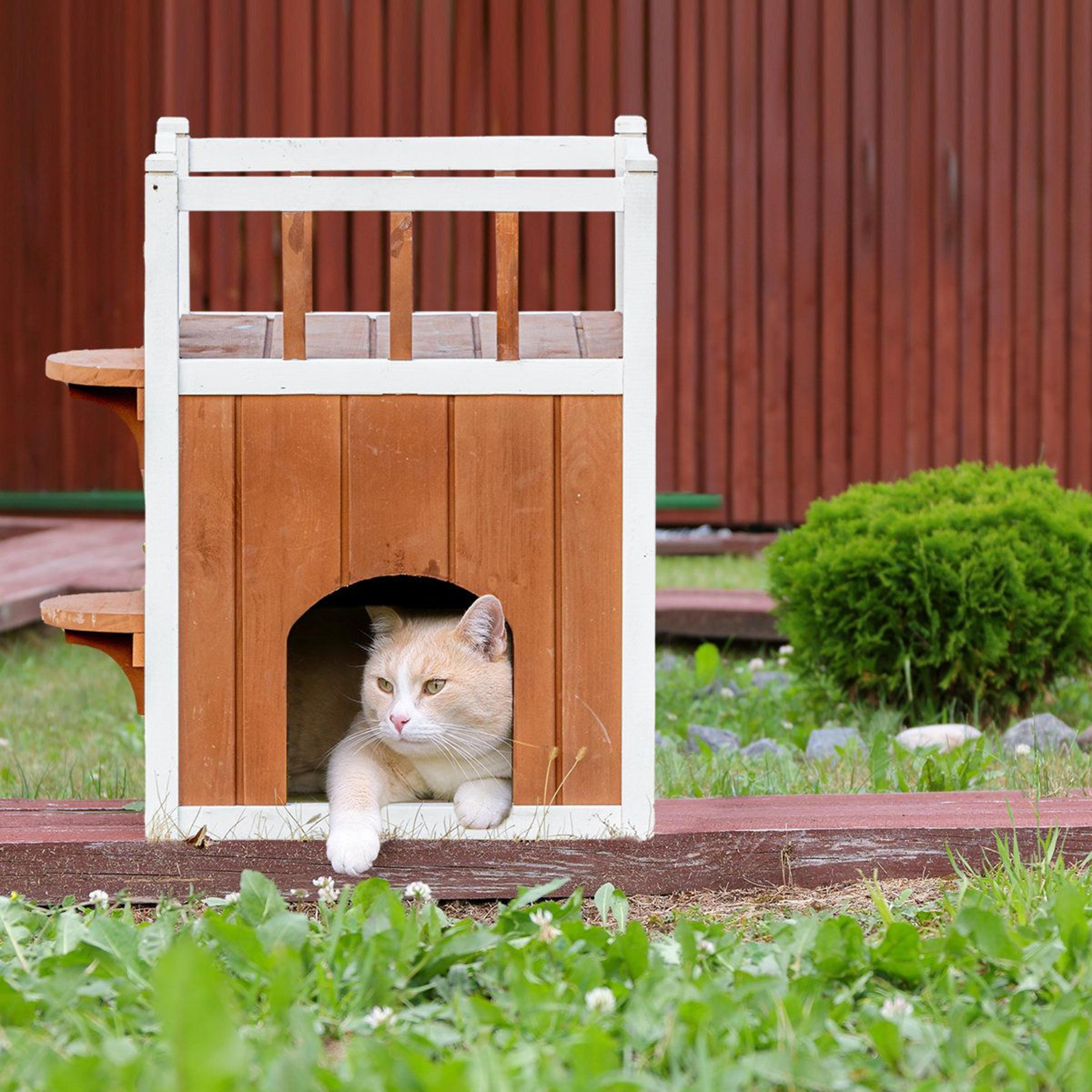 gayna weatherproof elevated outdoor cat house and wooden shelter
