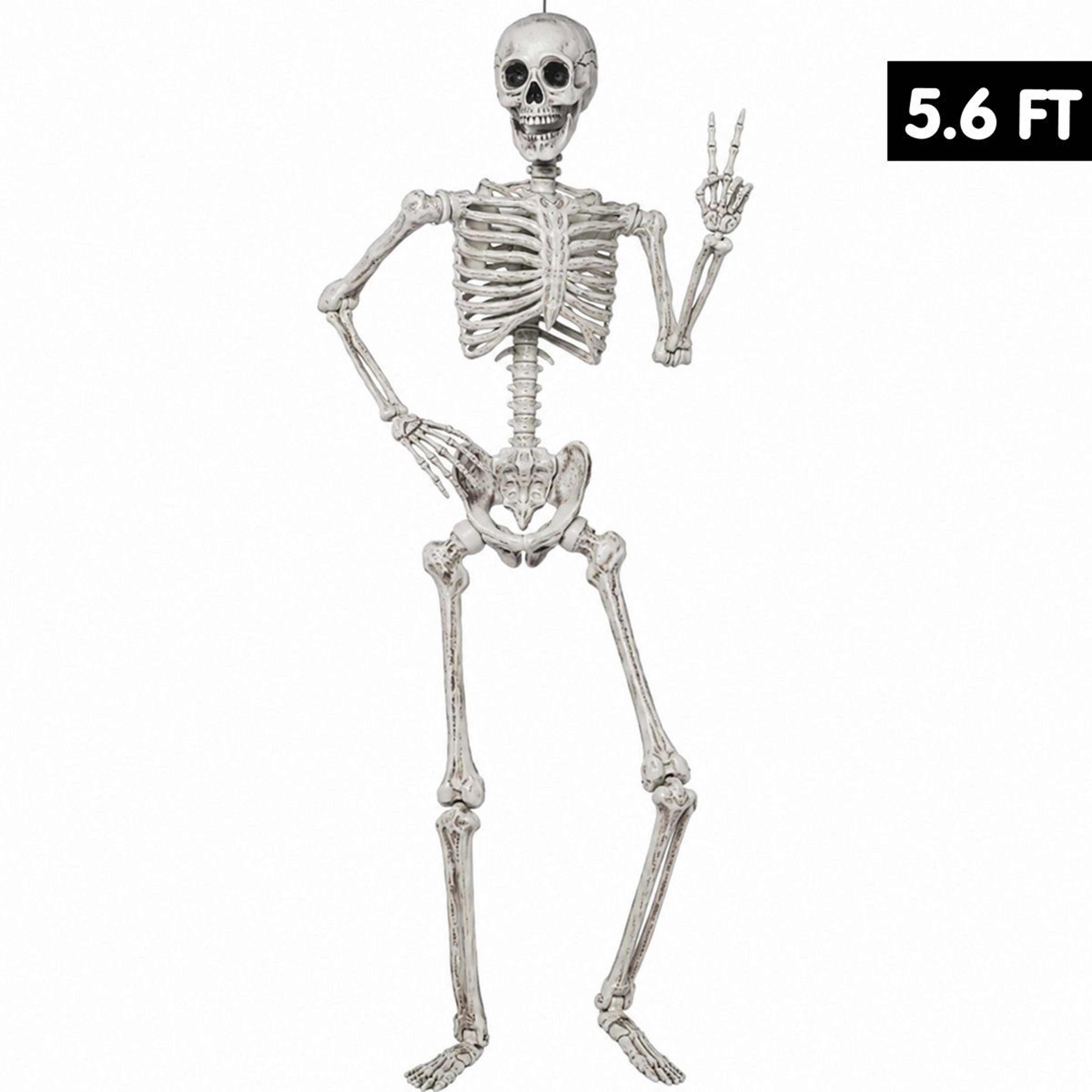 66.9-inch posable halloween skeleton life size plastic decoration with movable joints