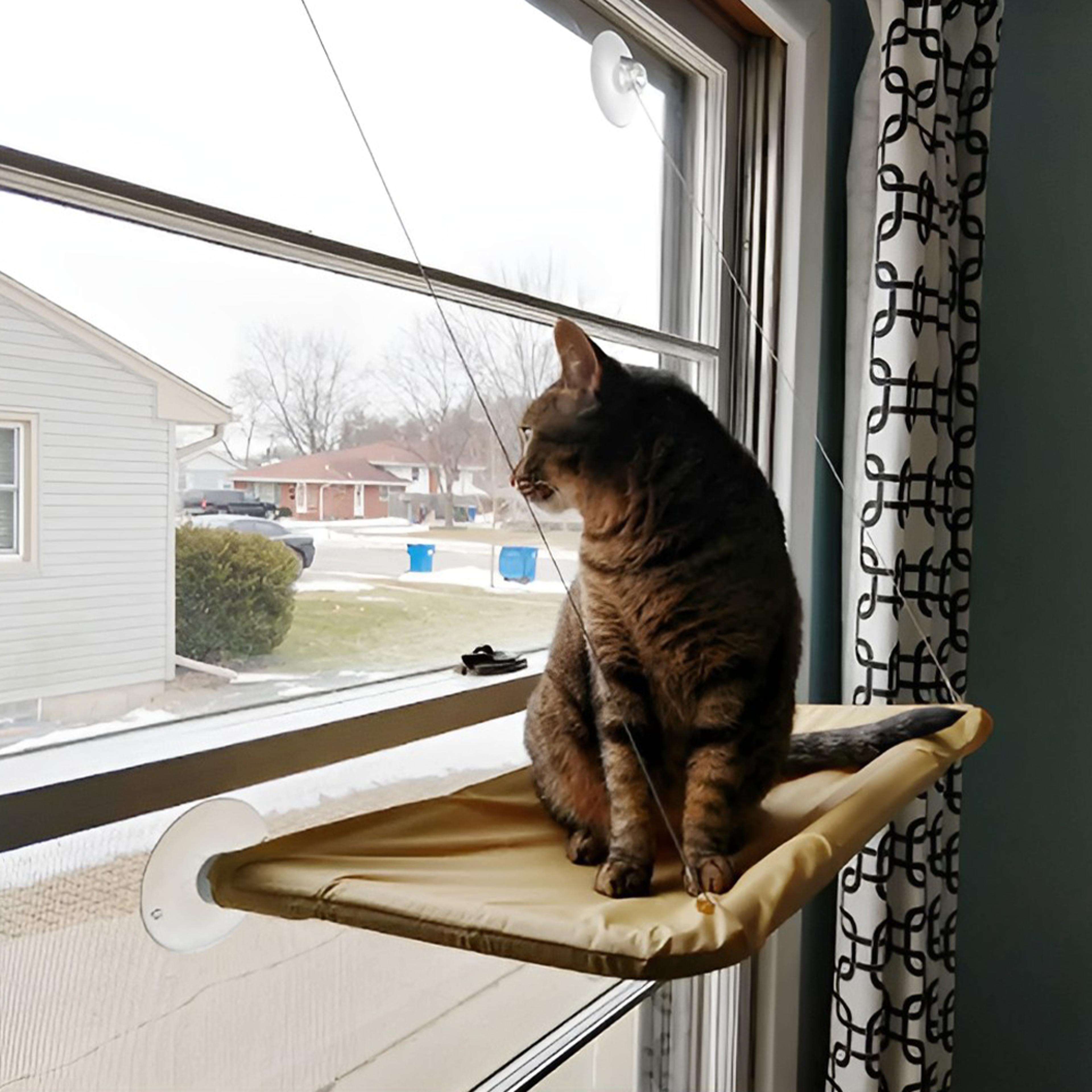 cat hammock