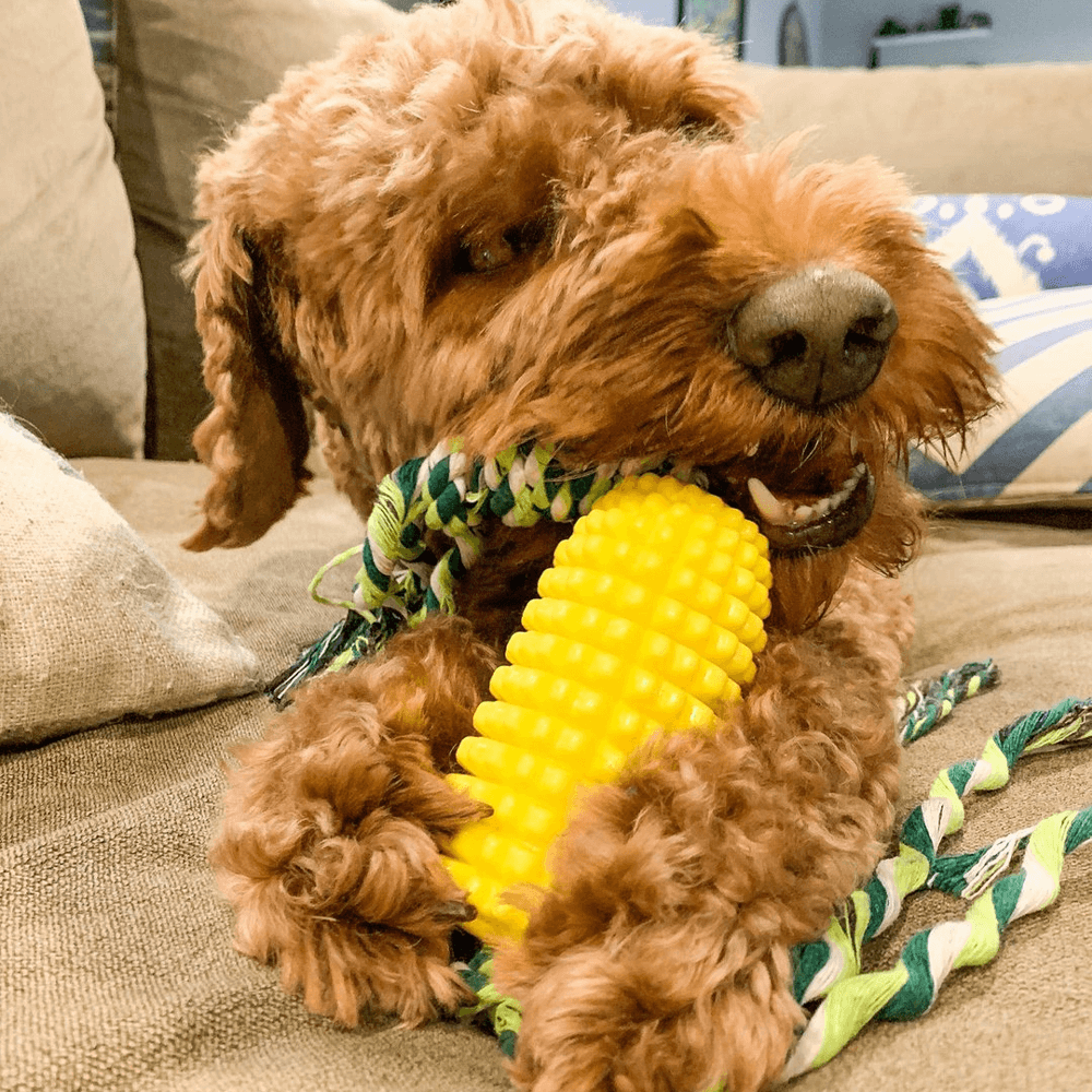 corn cob dog teeth cleaning chew toy