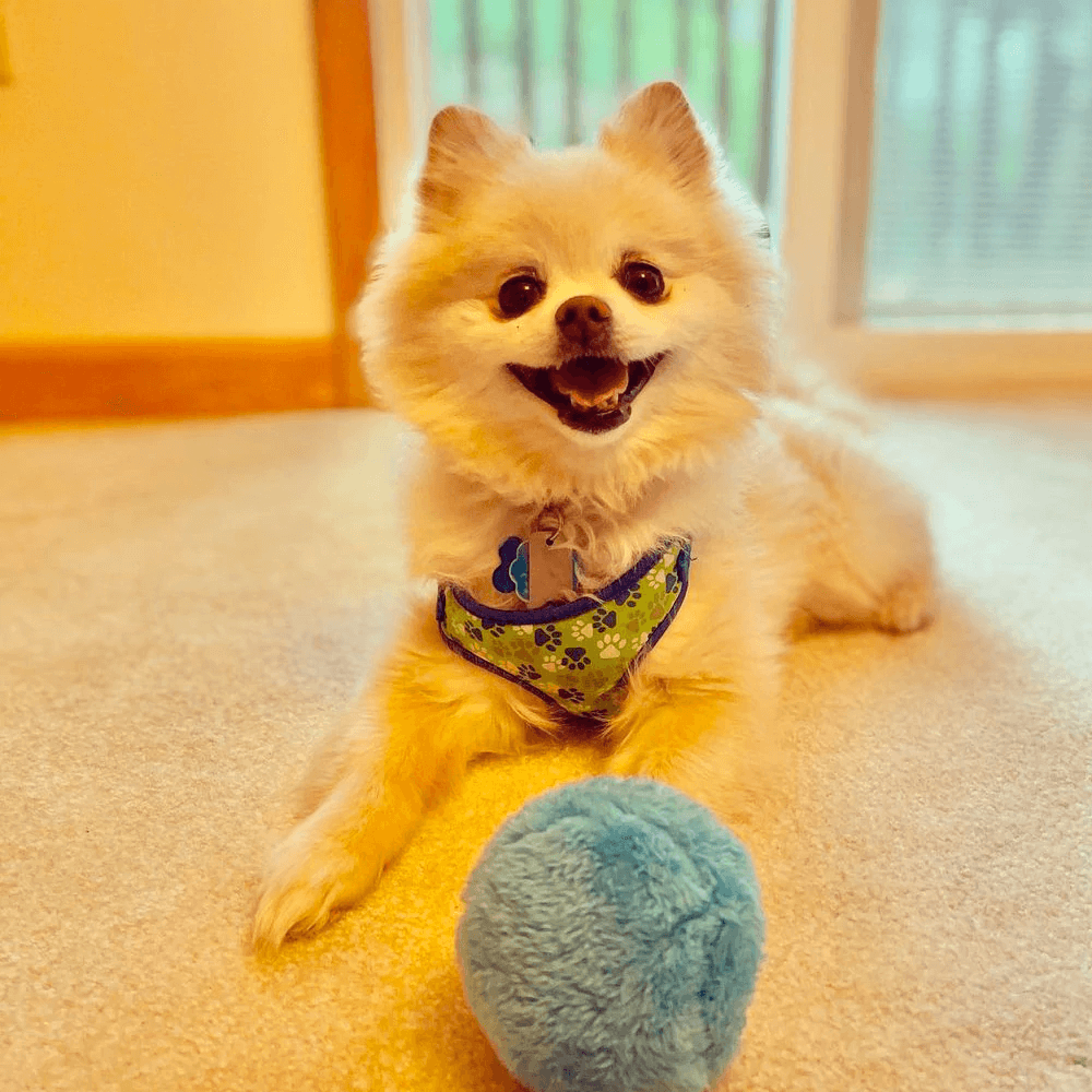 active rolling ball – anti-anxiety automatic moving ball