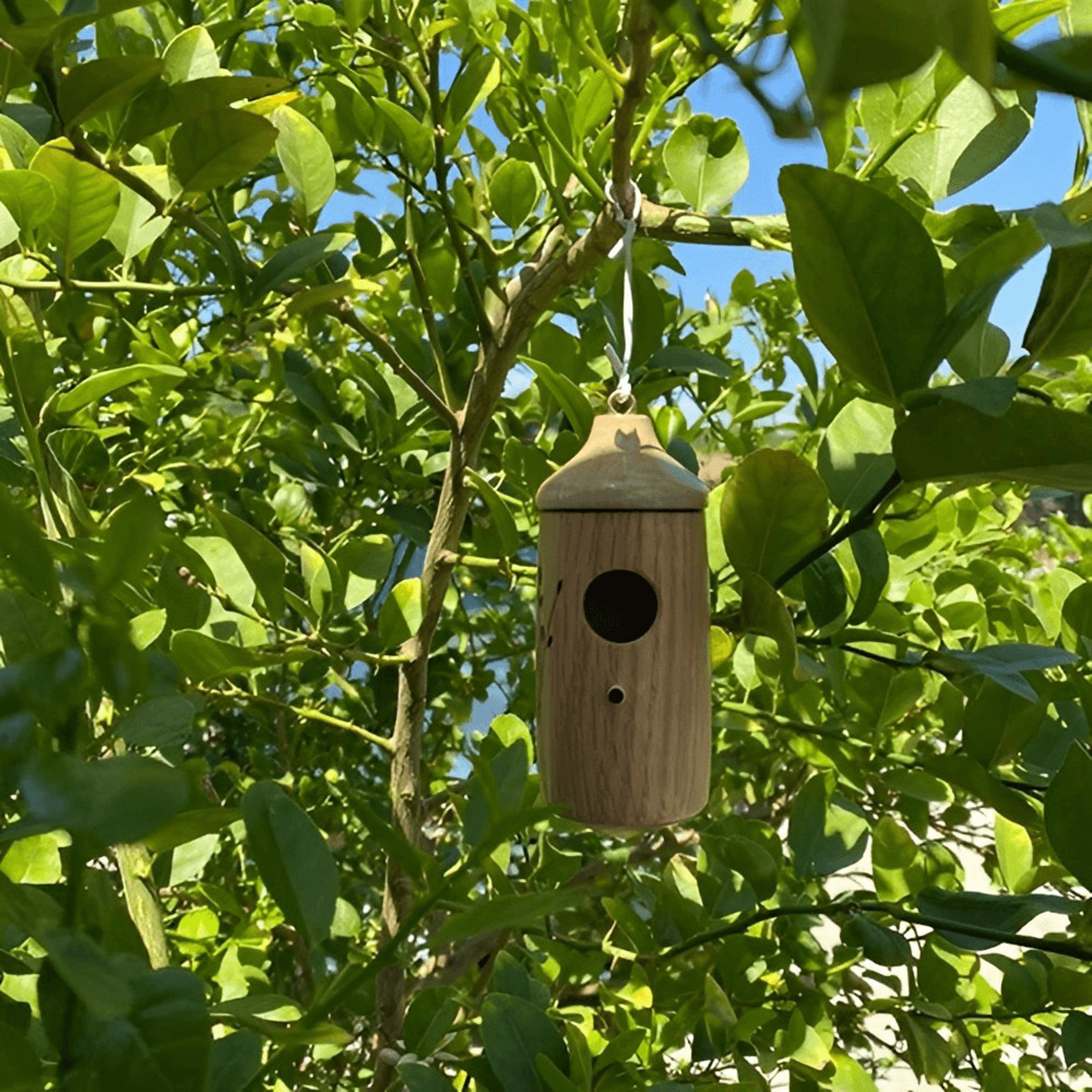 wooden hummingbird houses