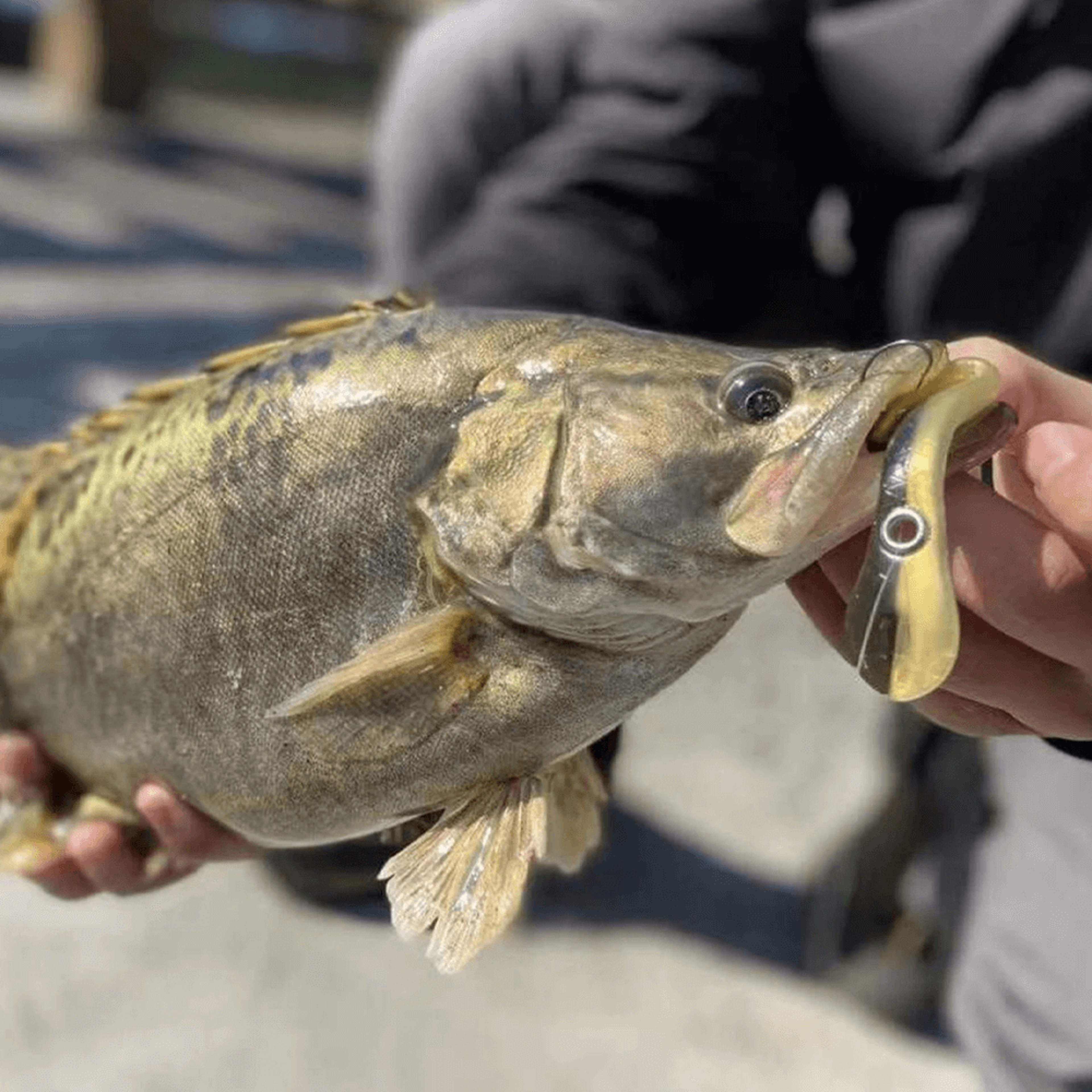 soft bionic fishing lure