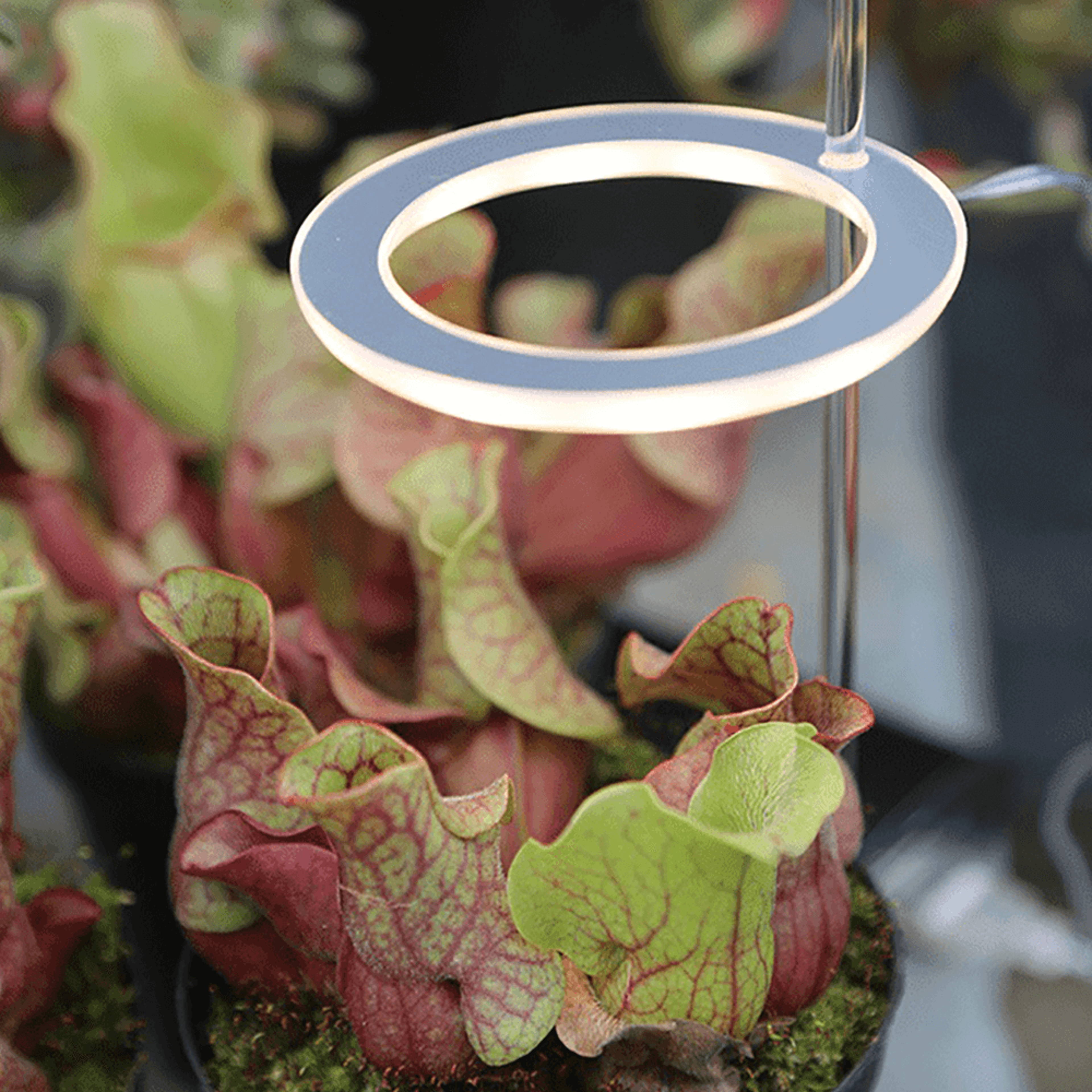 grow lights for indoor plants