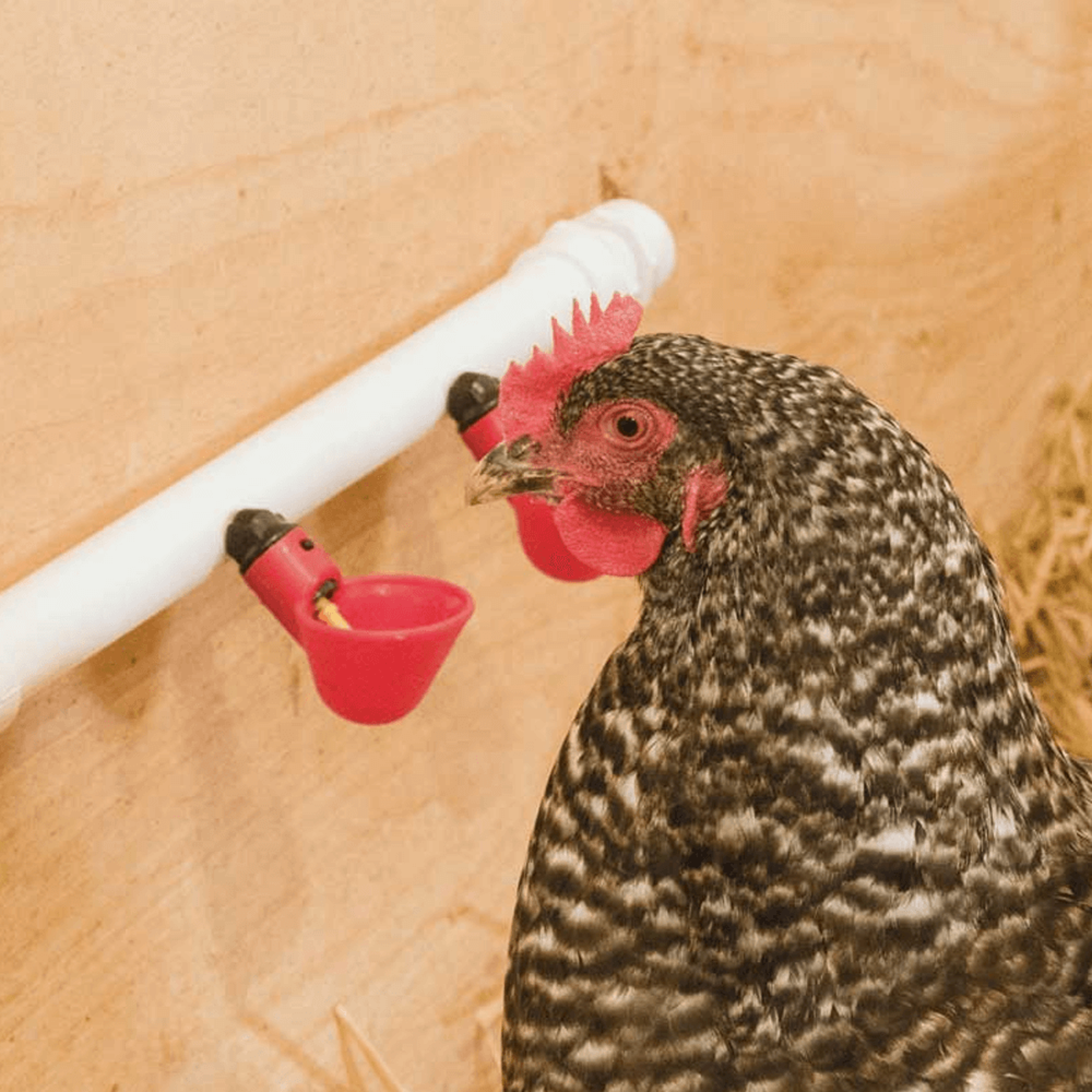 chickenwatercupspvc3png