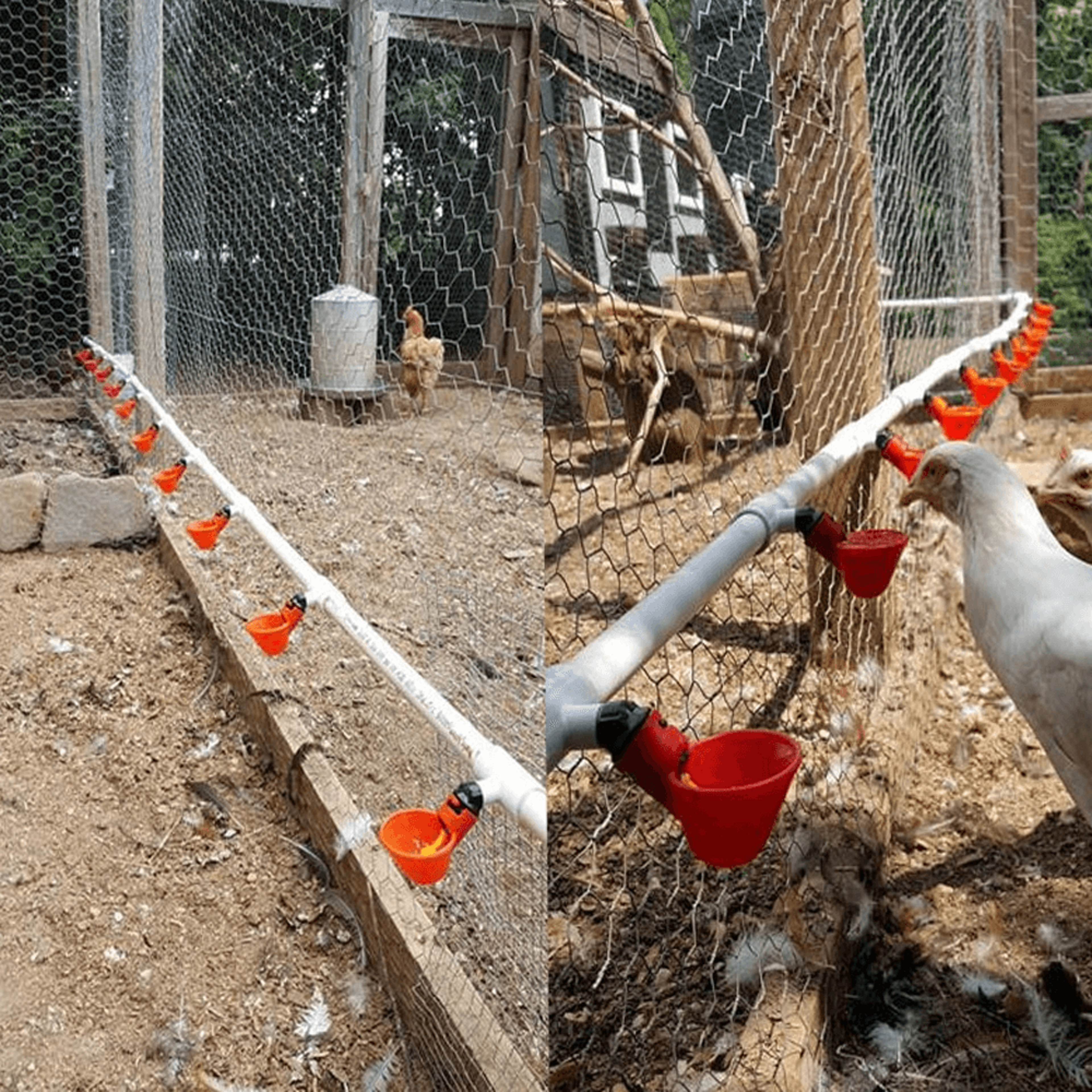 chickenwatercupspvc4png