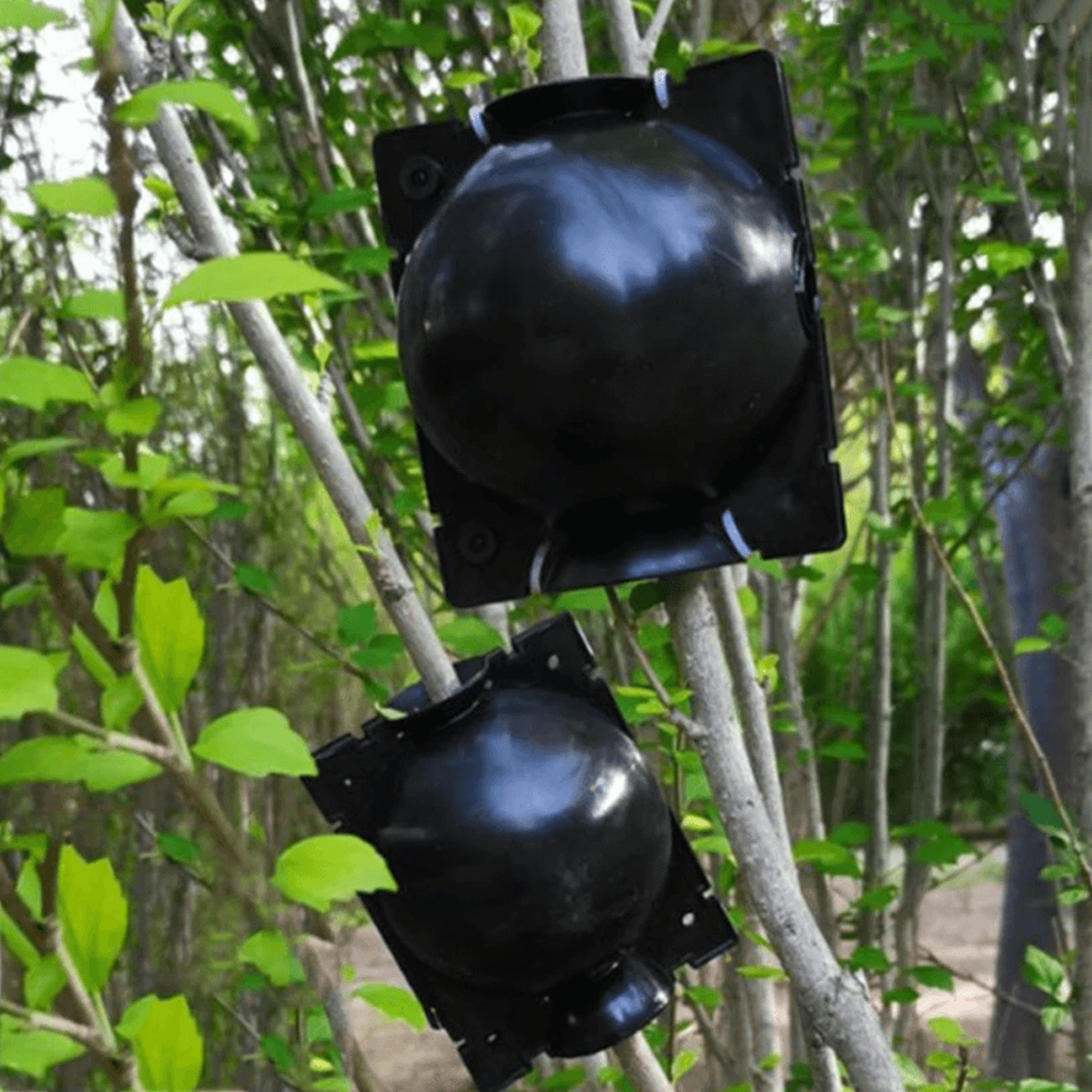 plant root growing box