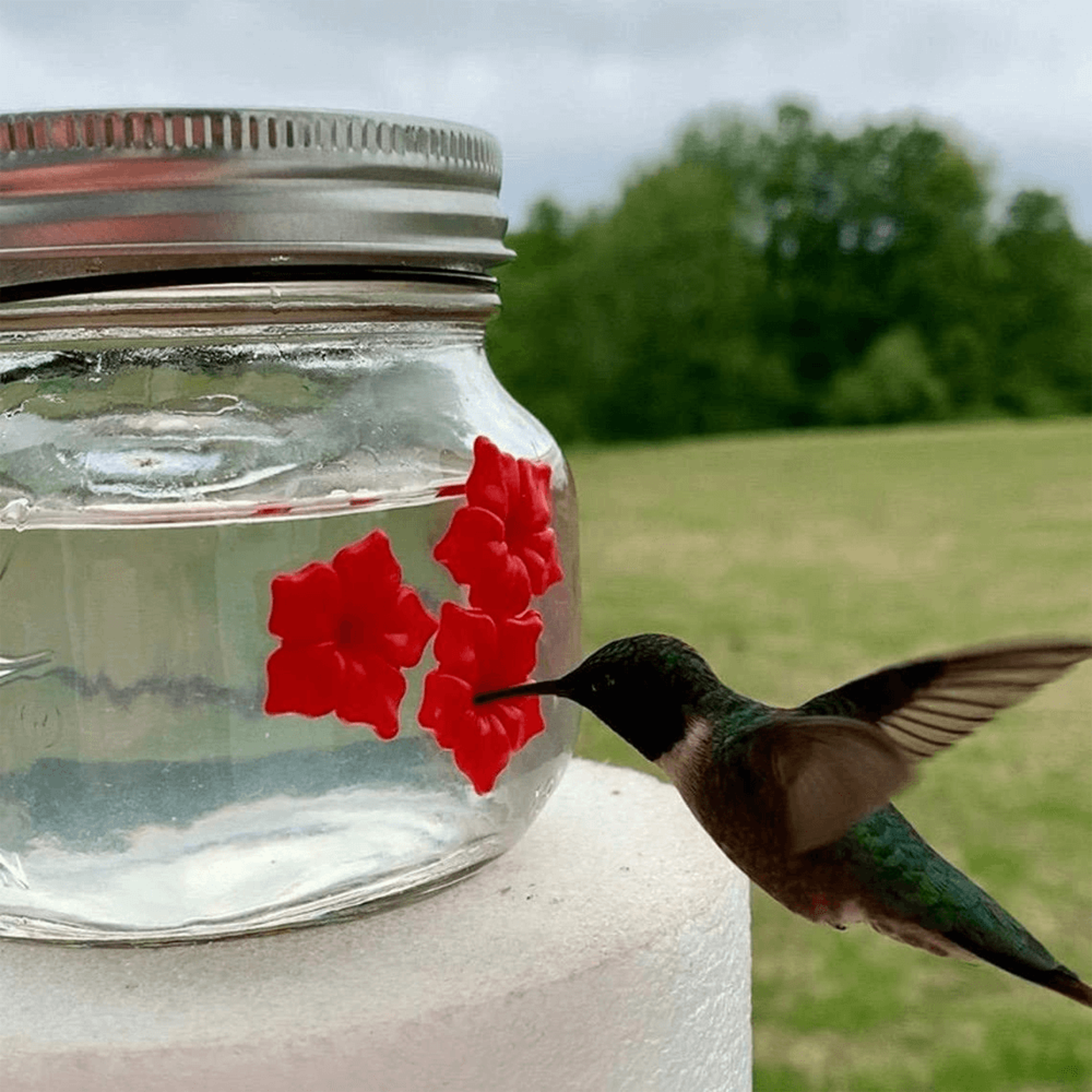 beautiful mason jar hummingbird feeder w/three ports