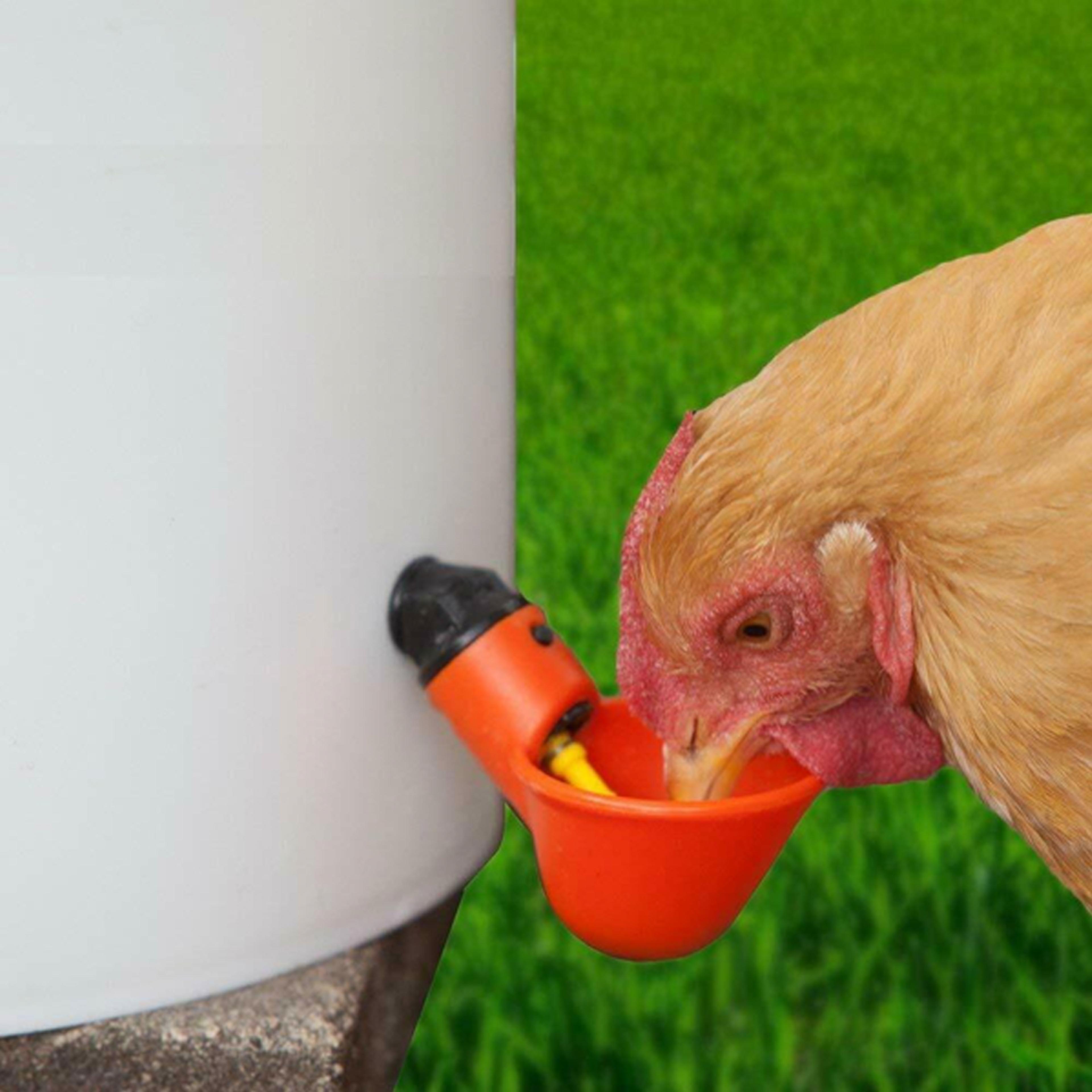 automatic chicken water cup for bird coop – durable stainless steel waterer for reliable poultry hydration