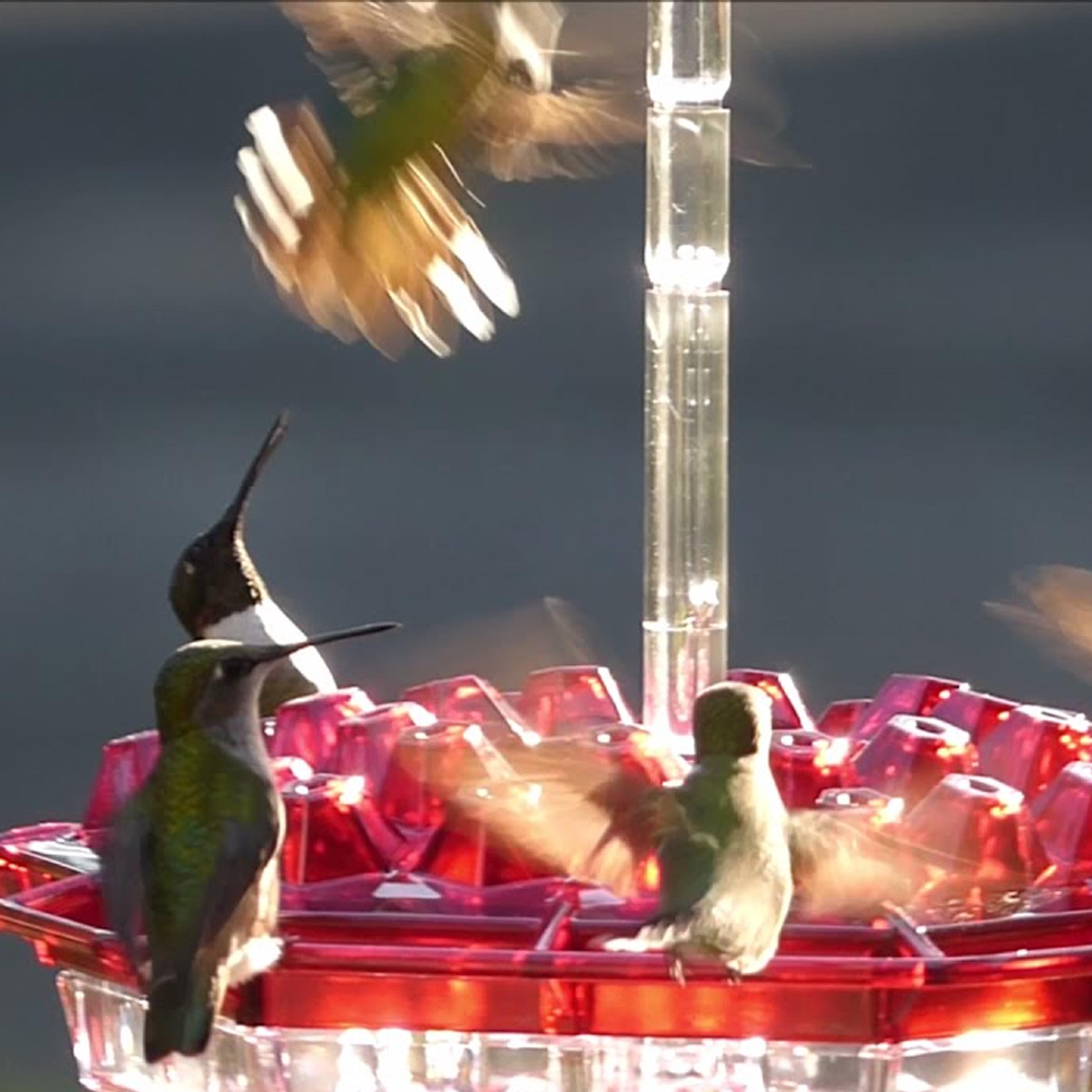 mary'shummingbirdfeederattractiveeasytoclean3.png