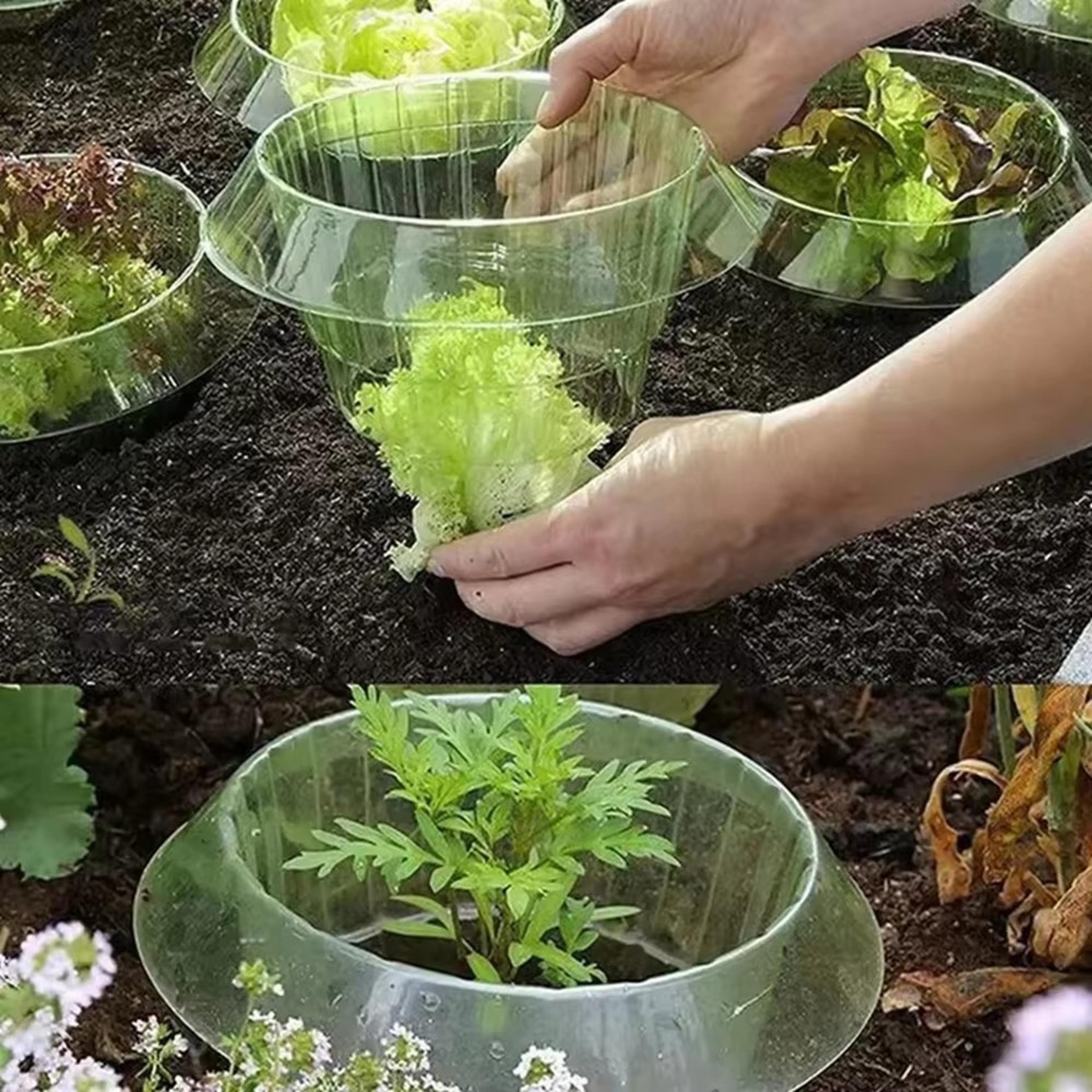 vegetable garden plant protective cover, agricultural mini greenhouse, snail collar seedling caps