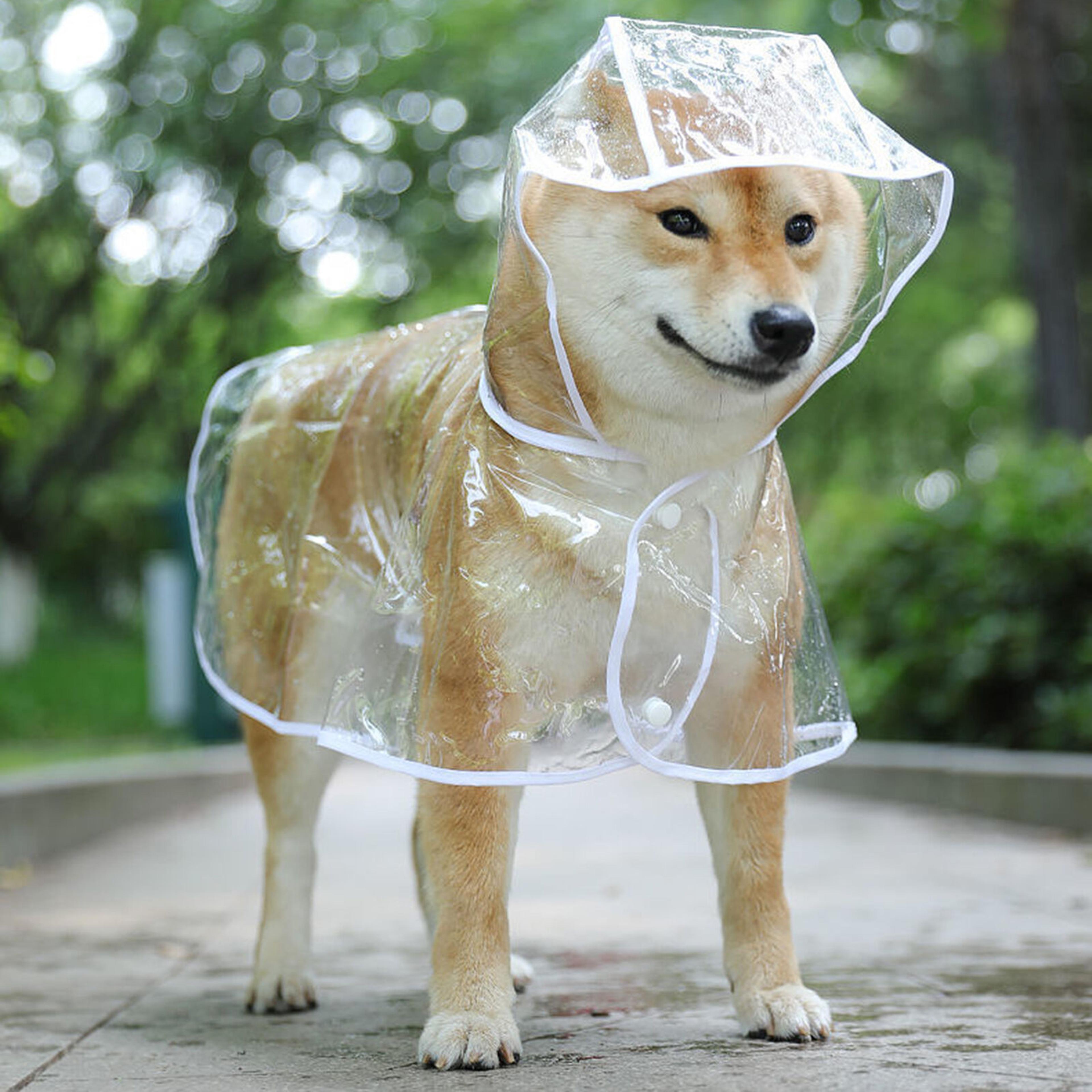 transparent dog raincoat