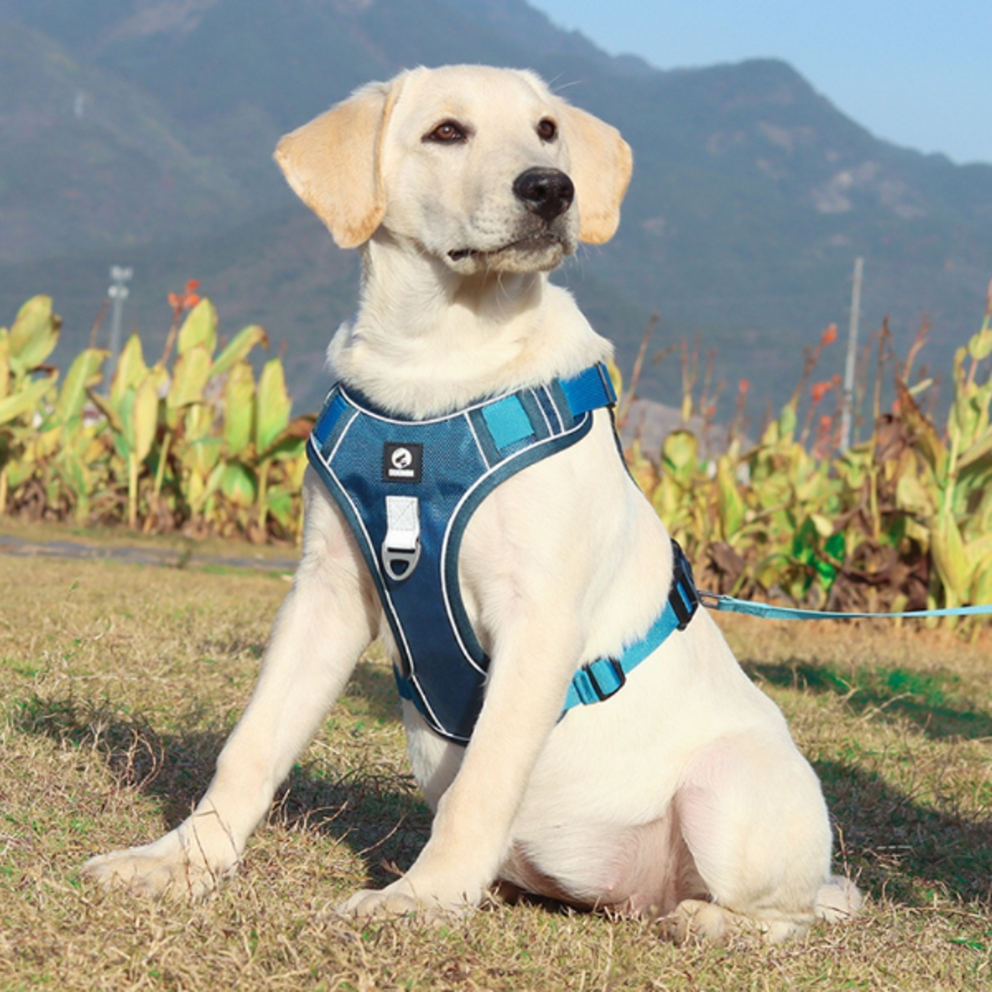 reflective adjustable dog harness for walk, durable oxford training vest, dog labrador army cloth, comfortable fit