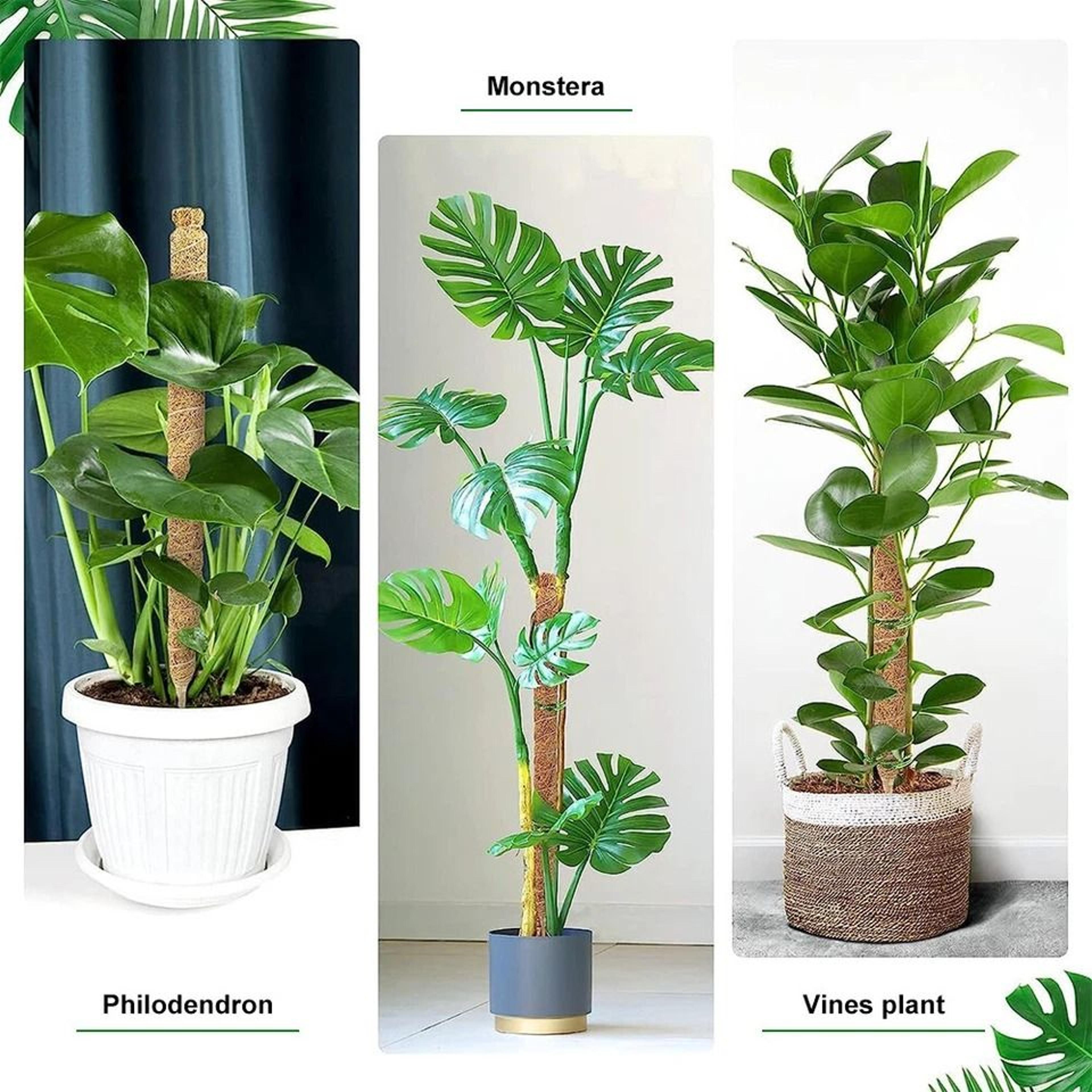 Coir Moss Pole For Climbing Plants Monstera Support Stick For House Plants Totem Support For Philod 8