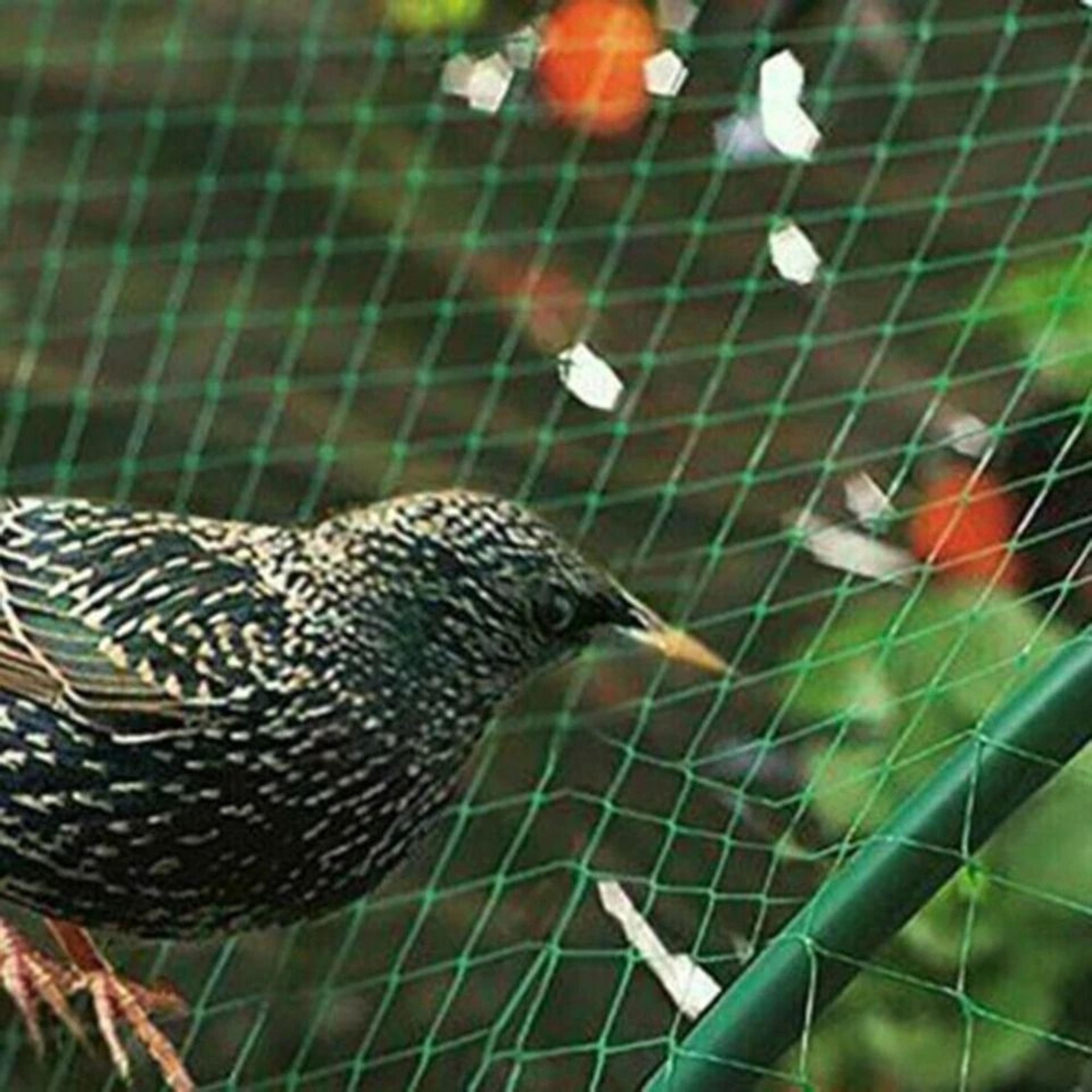 Durable Anti Bird Netting For Garden Plants Trees Fruits 15