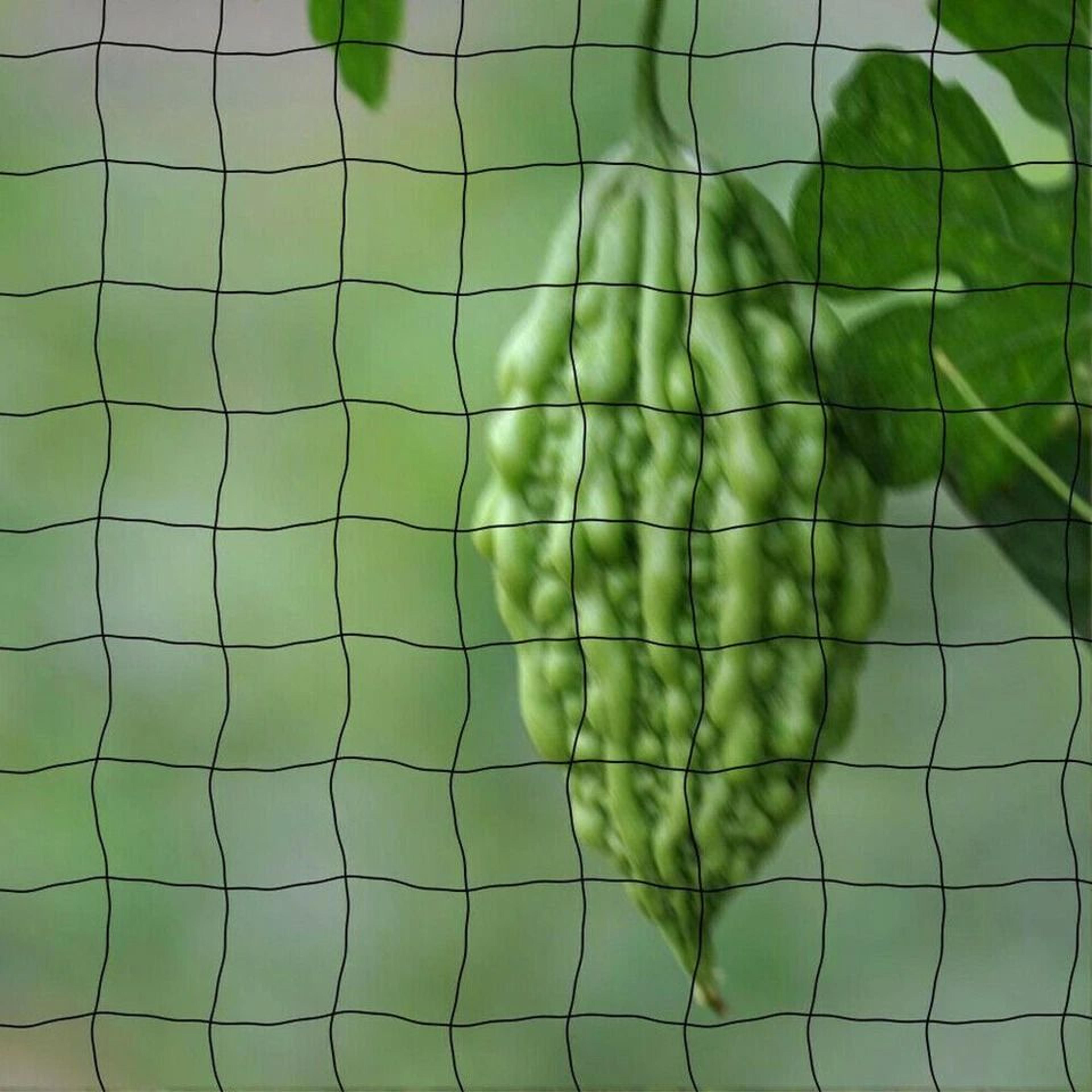 Durable Anti Bird Netting For Garden Plants Trees Fruits 9