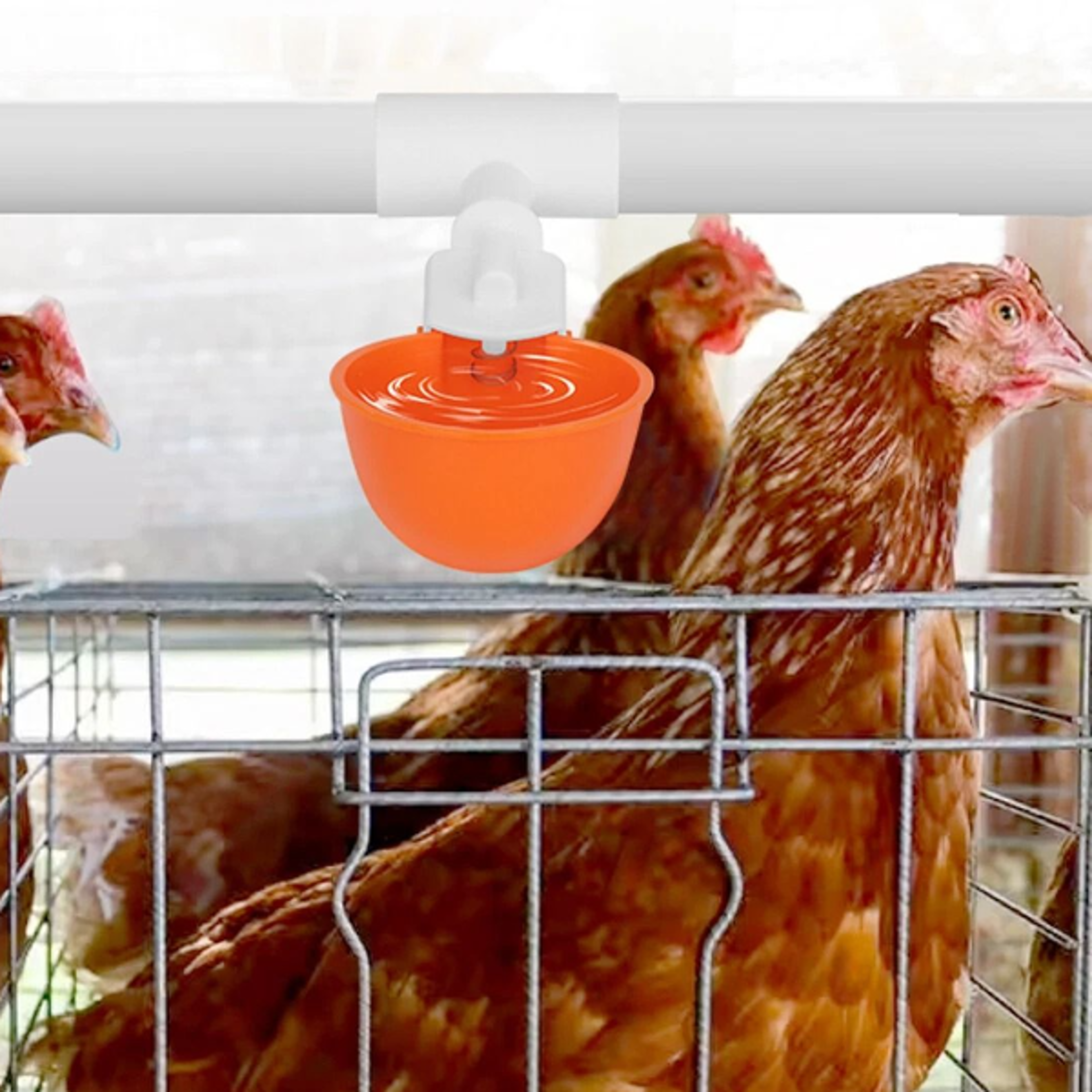 automatic poultry watering cups for chickens, ducks, quail, and hens - leak-free waterer system