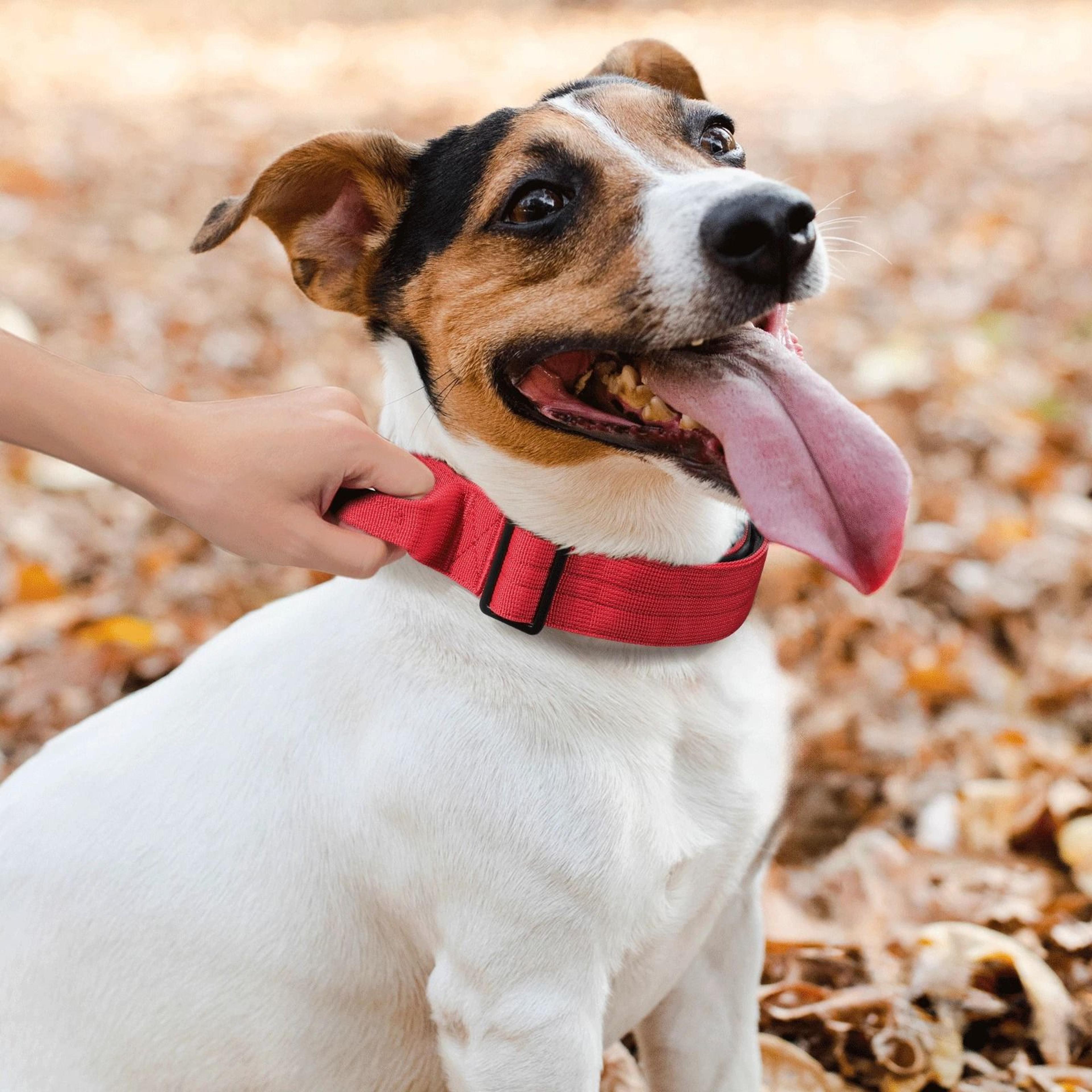 reflective nylon dog collar with handle – adjustable, comfortable, soft puppy neck collar for safe walks