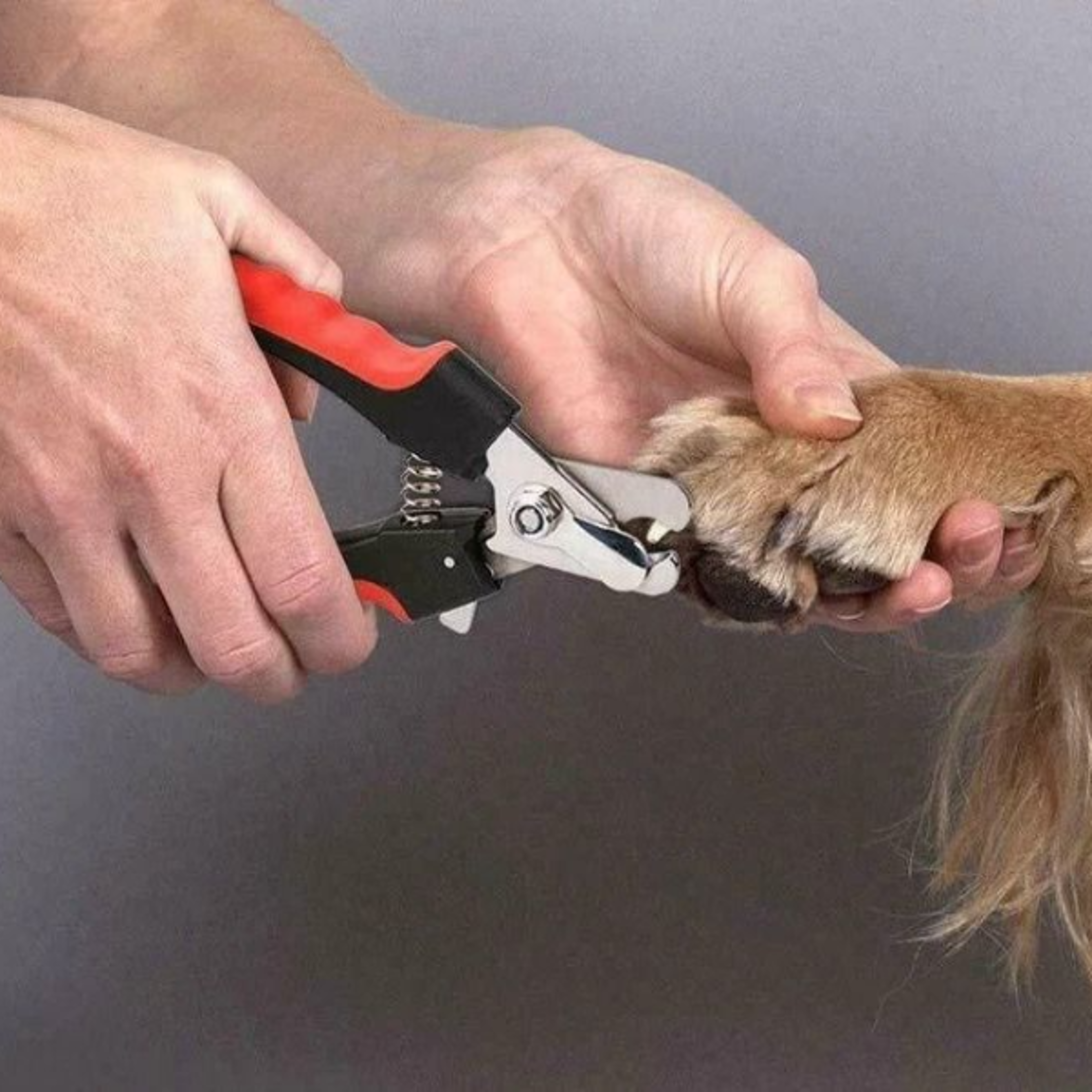 dog nail clippers for large & small pets professional grooming scissors with safety guard