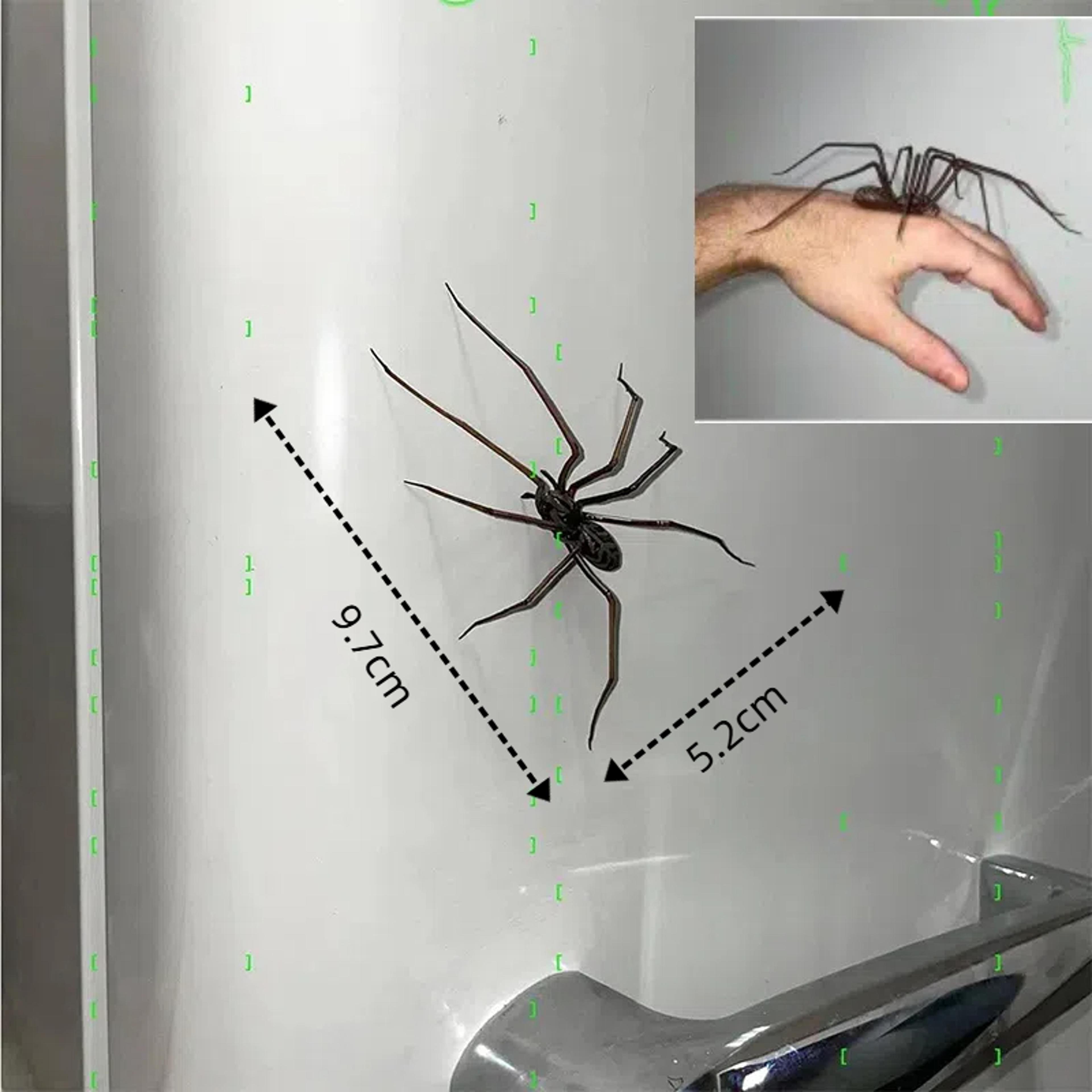 magnetic fridge accessories, spider magnet home decor, fun novelty spider fridge magnets for refrigerators