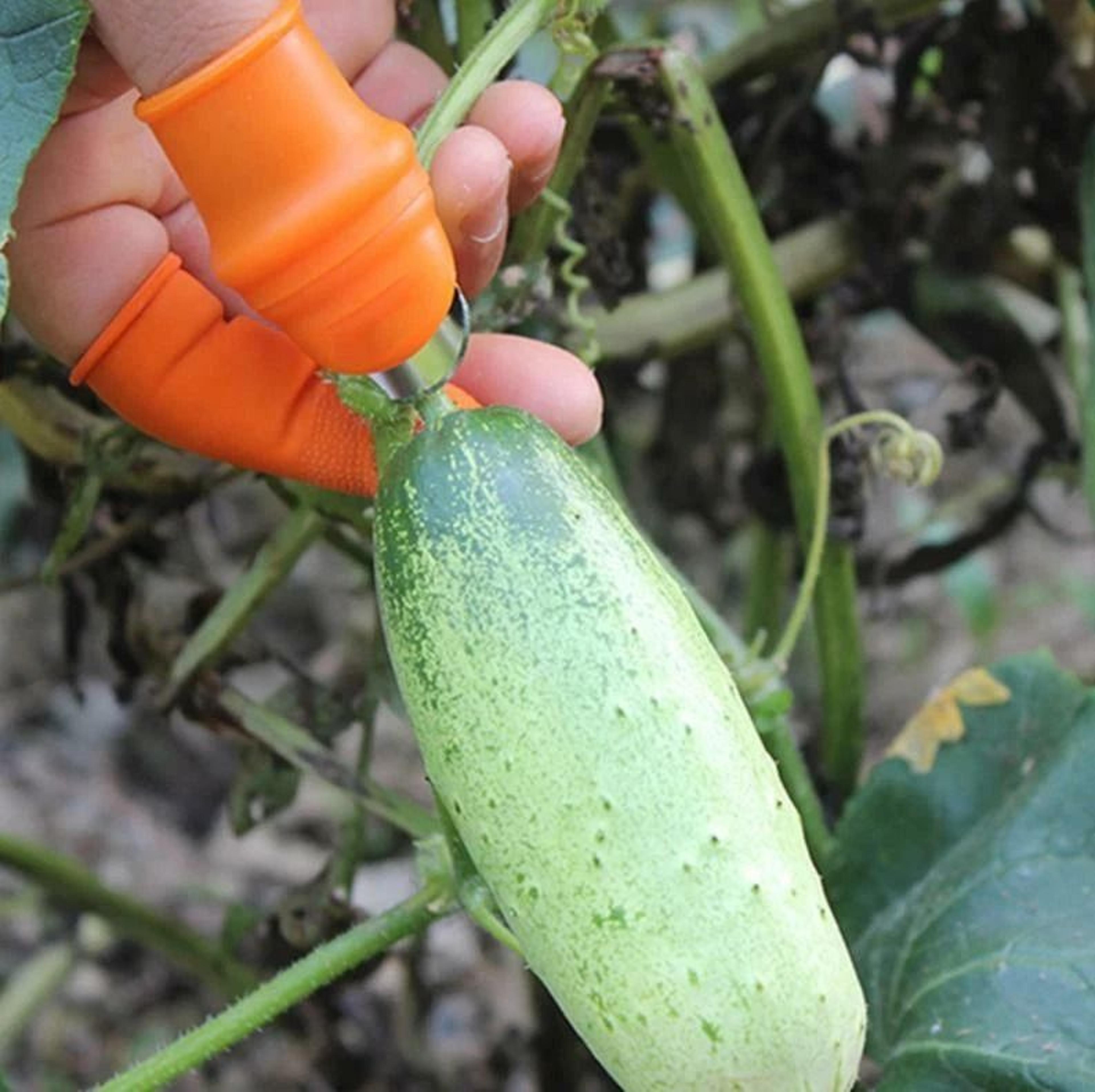 Garden Plucking Device Finger Thumb Knife For Cutting Vegetables And Agricultural Tasks 2