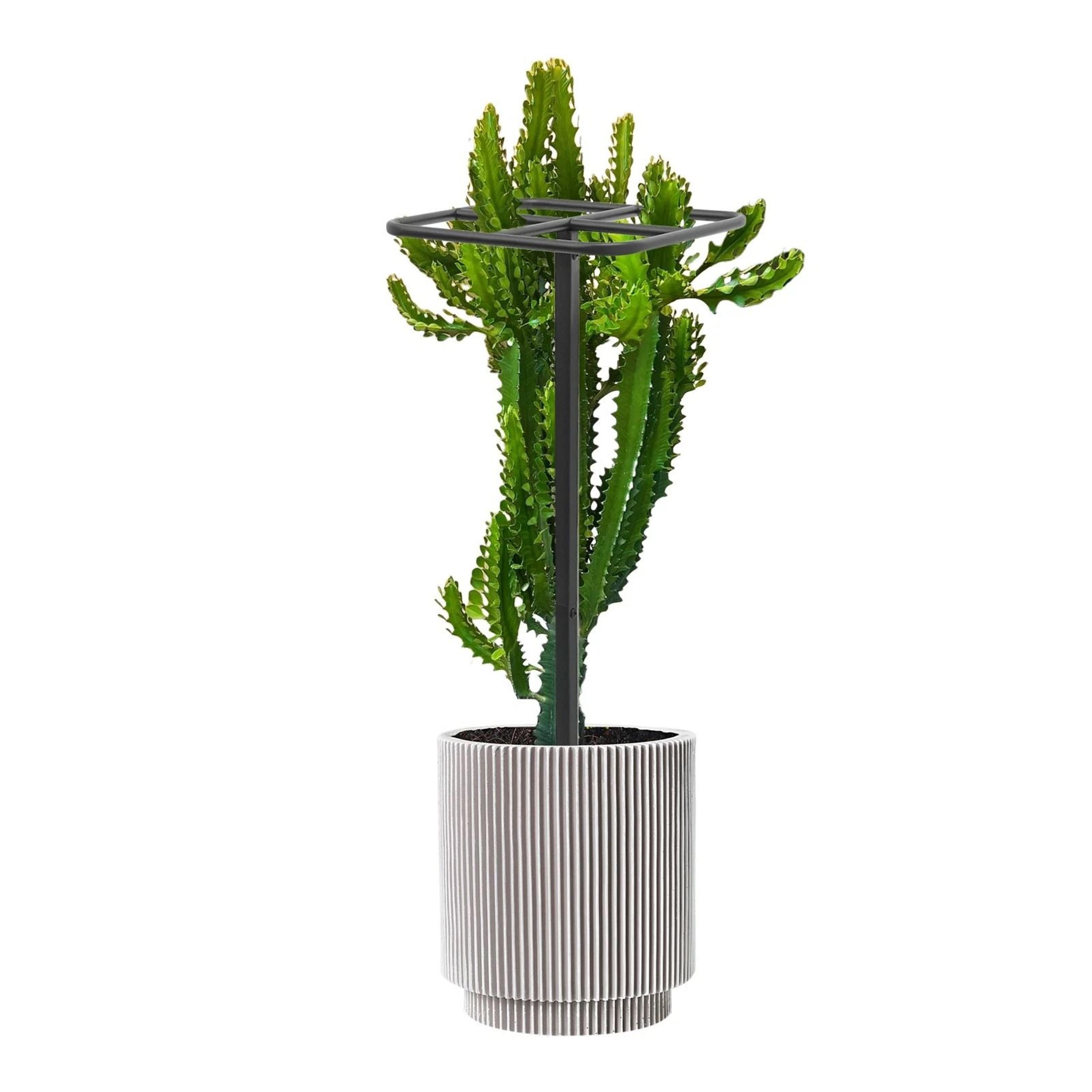 Adjustable Garden Plant Climbing Support Dragon Fruit Plant Trellis For Strong Growth 4