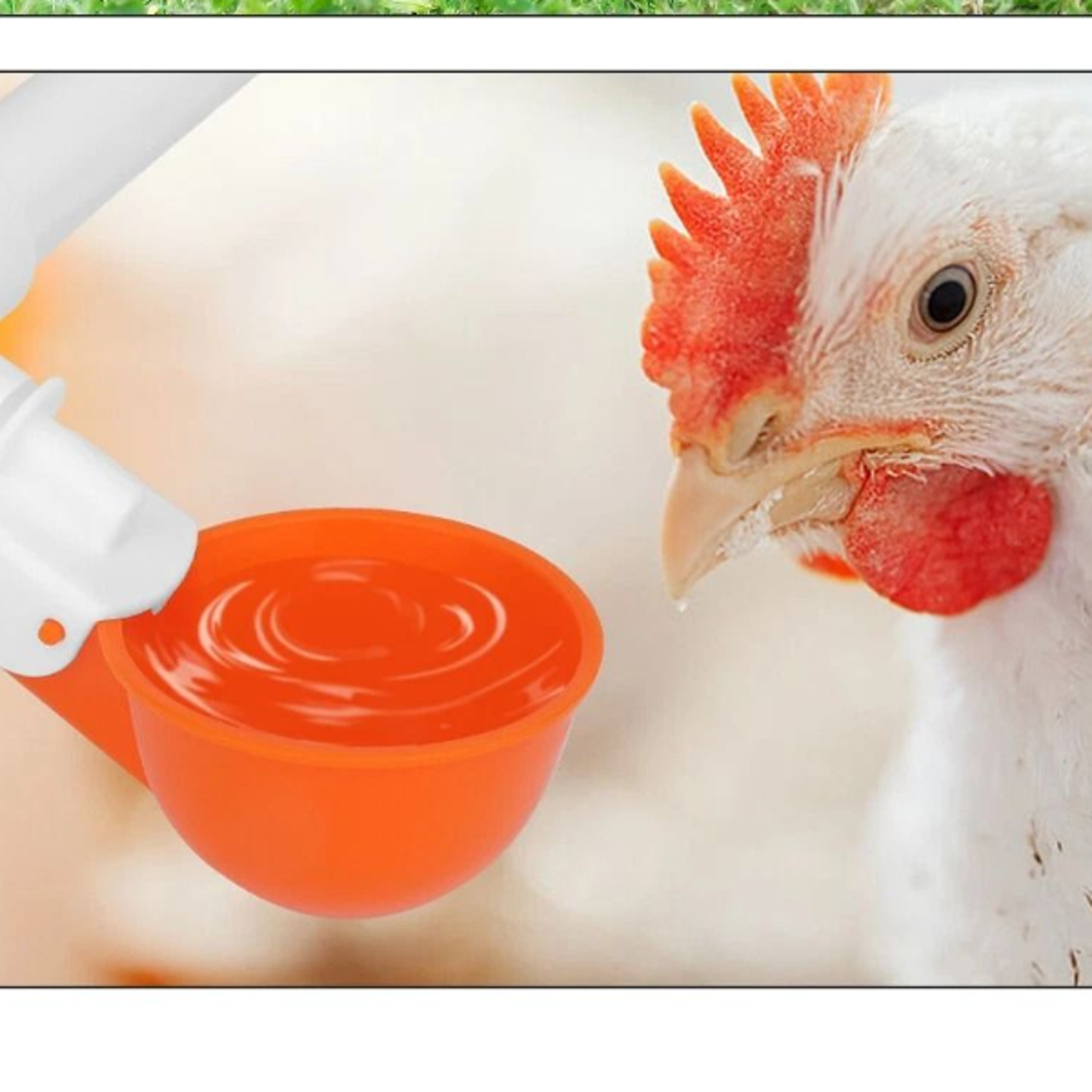 automatic poultry drinking cups chicken water feeder waterer cup for hen, duck, and more
