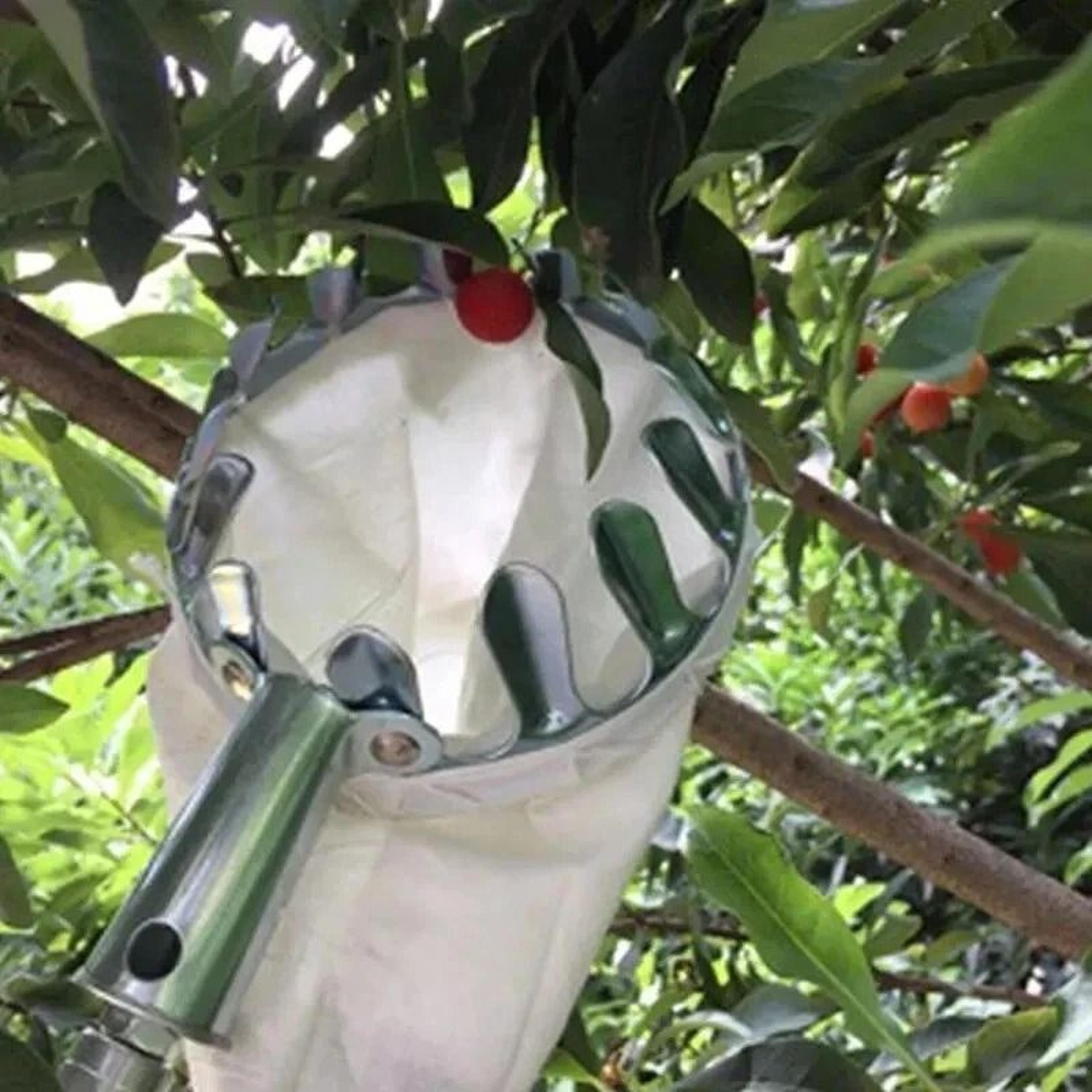 metal fruit picker basket head for tree harvesting and cherry picking