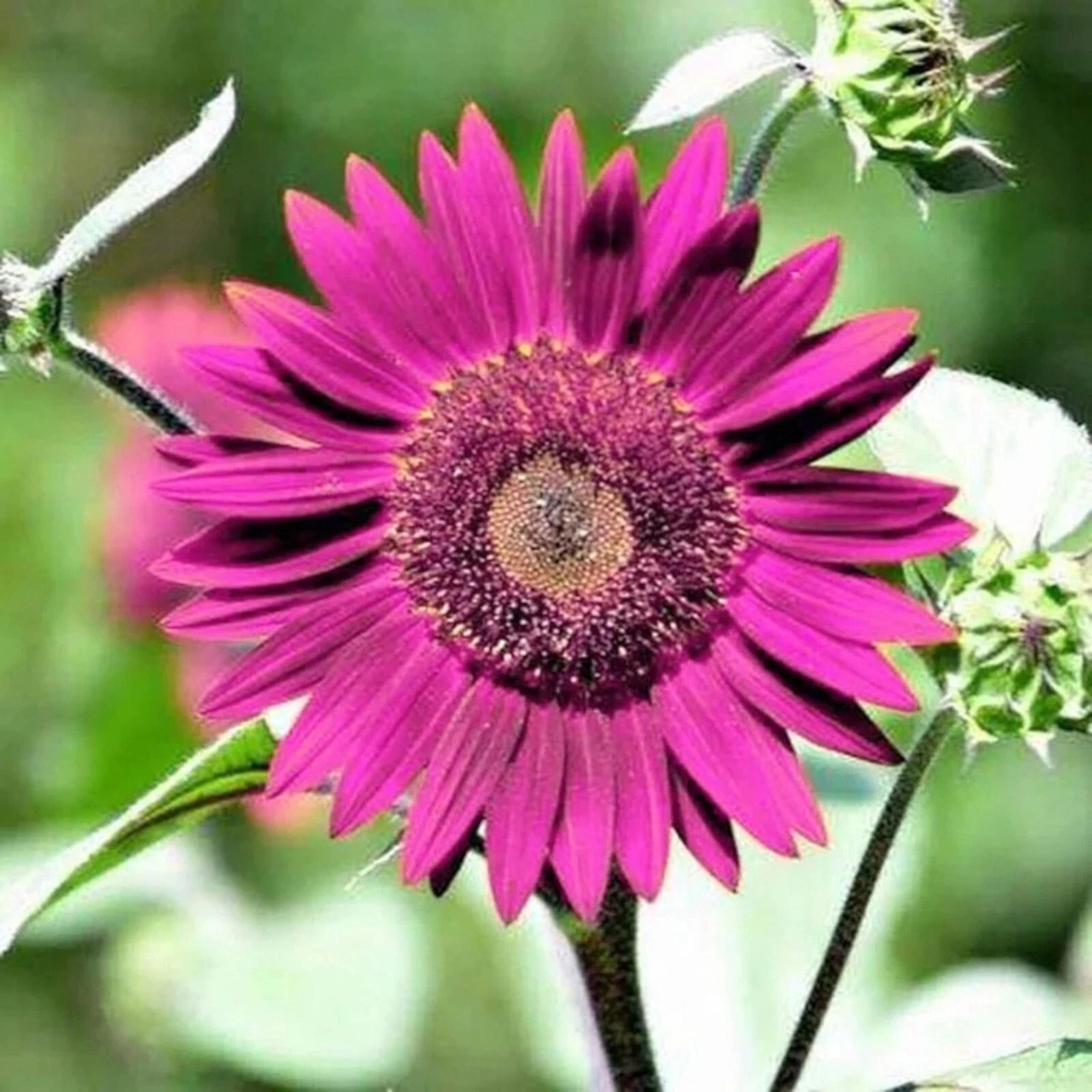 Purple Sunflower Seeds For Planting Non GMO Heirloom Garden 1