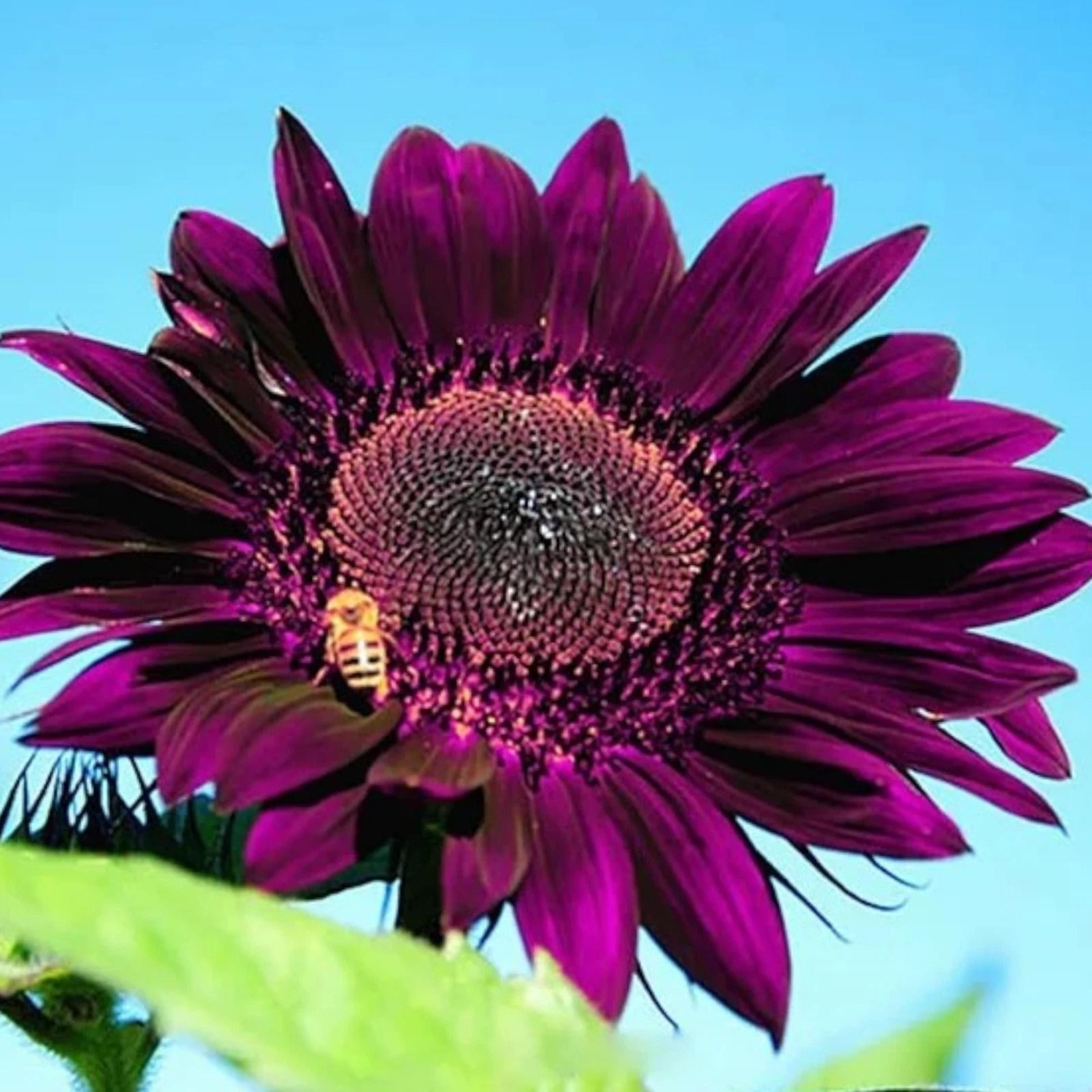 Purple Sunflower Seeds For Planting Non GMO Heirloom Garden 3