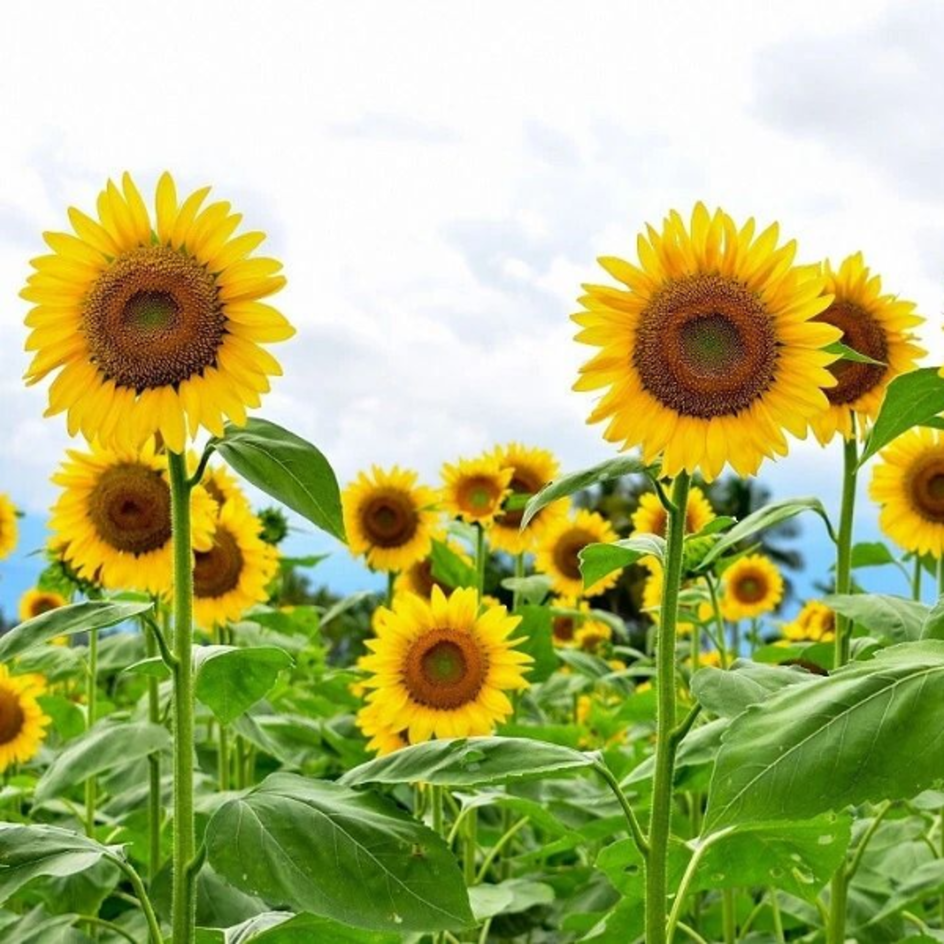 giant sunflower seeds for planting heirloom & non-gmo
