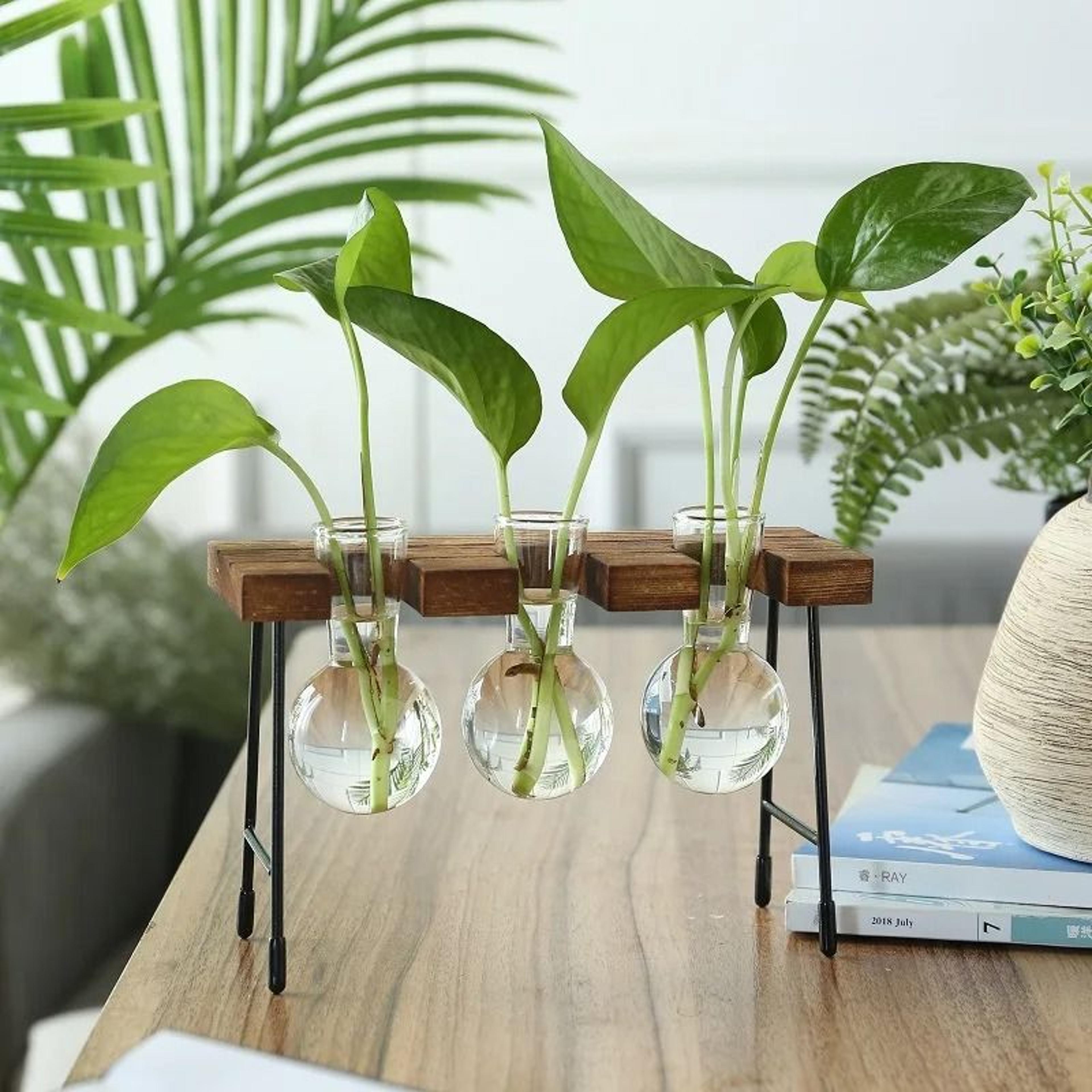 Hydroponic Plant Vase With Wooden Stand 15